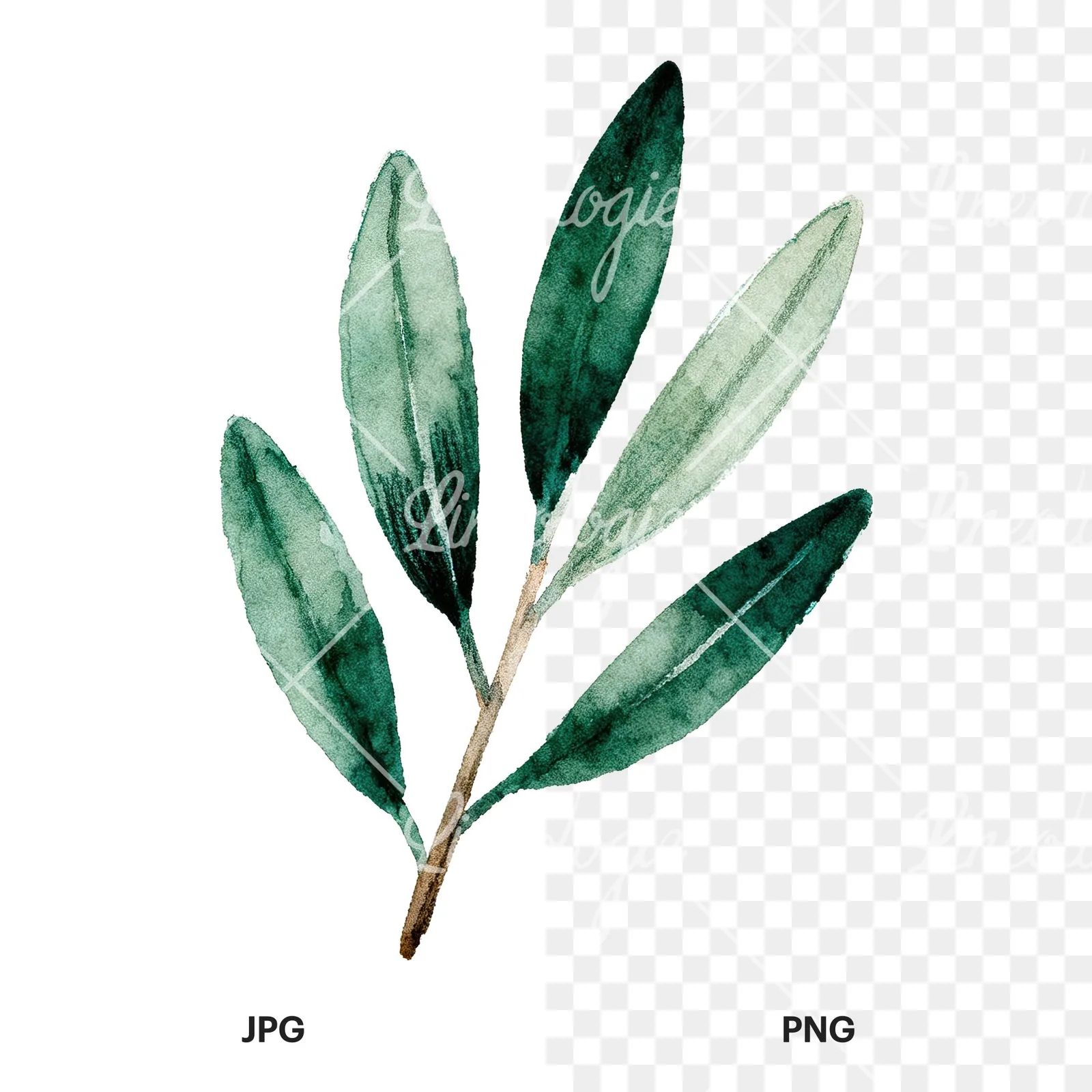 Watercolor olive branch with elongated leaves clipart 8 of 9, as a JPG on white and a transparent PNG