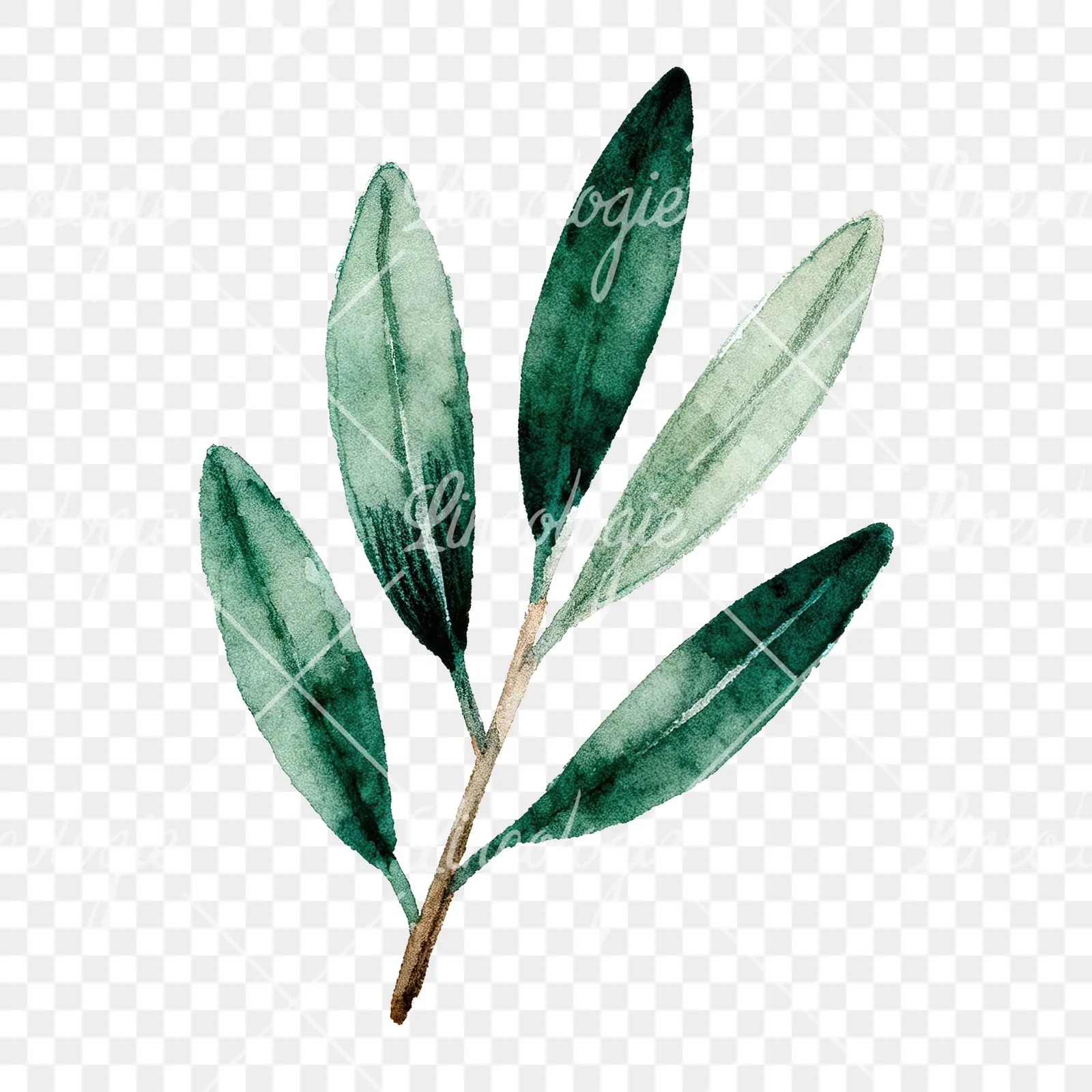 Watercolor olive branch with elongated leaves clipart 8 of 9 on a transparent background (PNG)