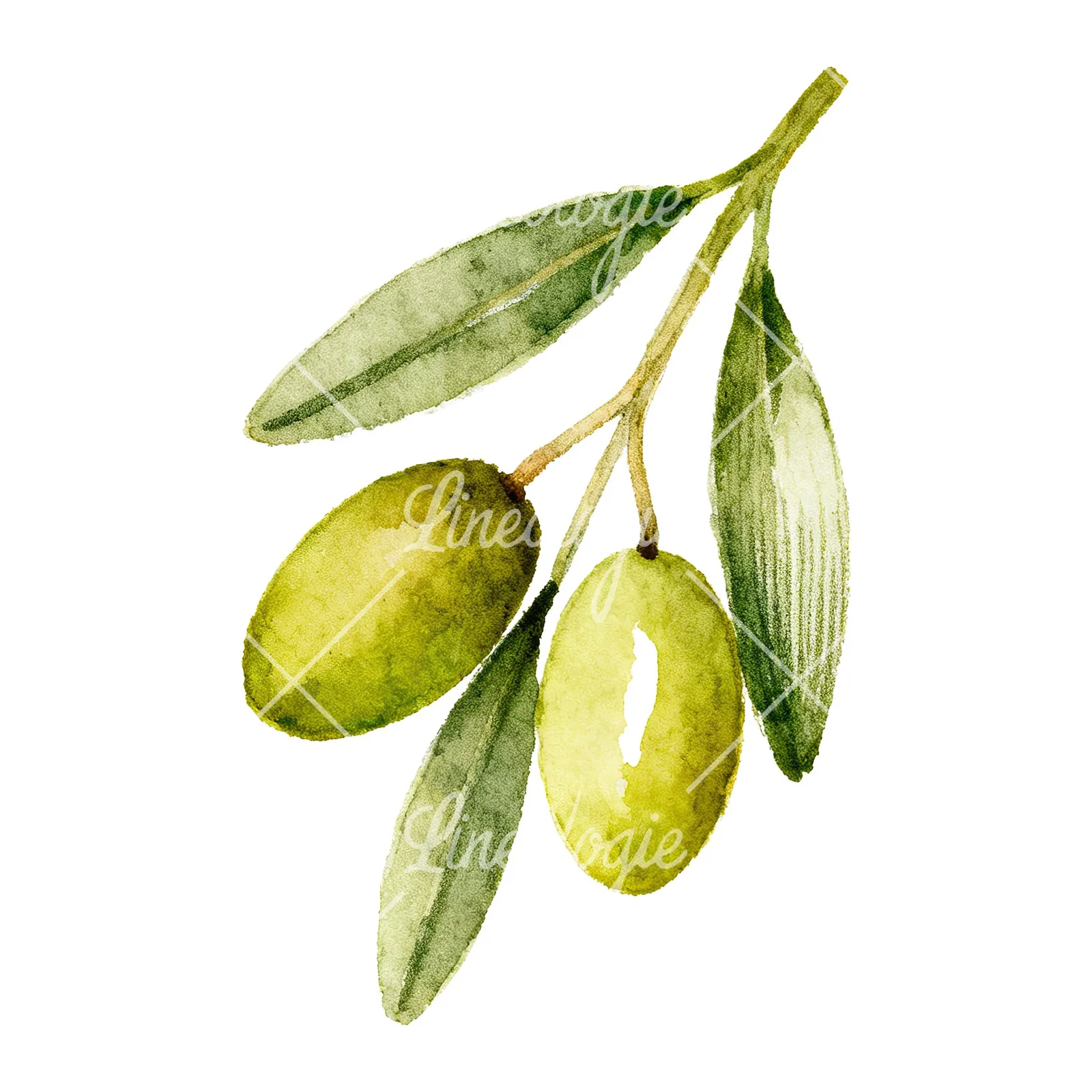Watercolor olive branch with elongated leaves clipart 9 of 9 on a white background (JPG)