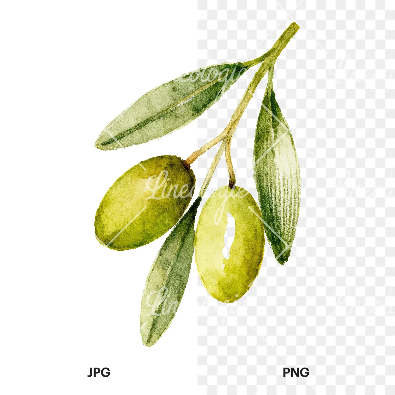 Watercolor olive branch with elongated leaves clipart 9 of 9, as a JPG on white and a transparent PNG