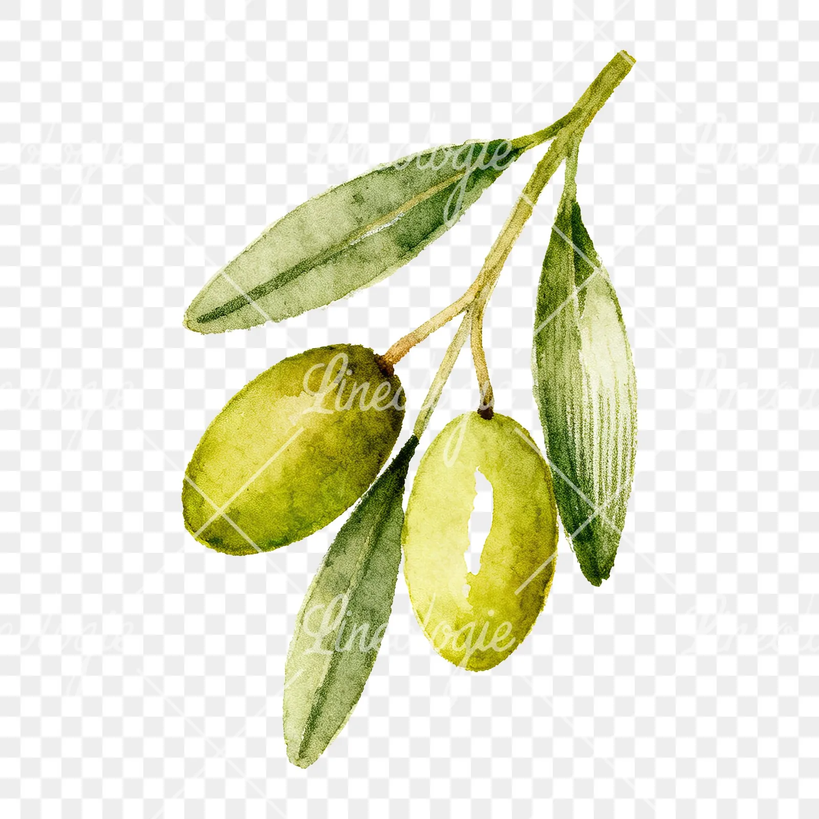 Watercolor olive branch with elongated leaves clipart 9 of 9 on a transparent background (PNG)