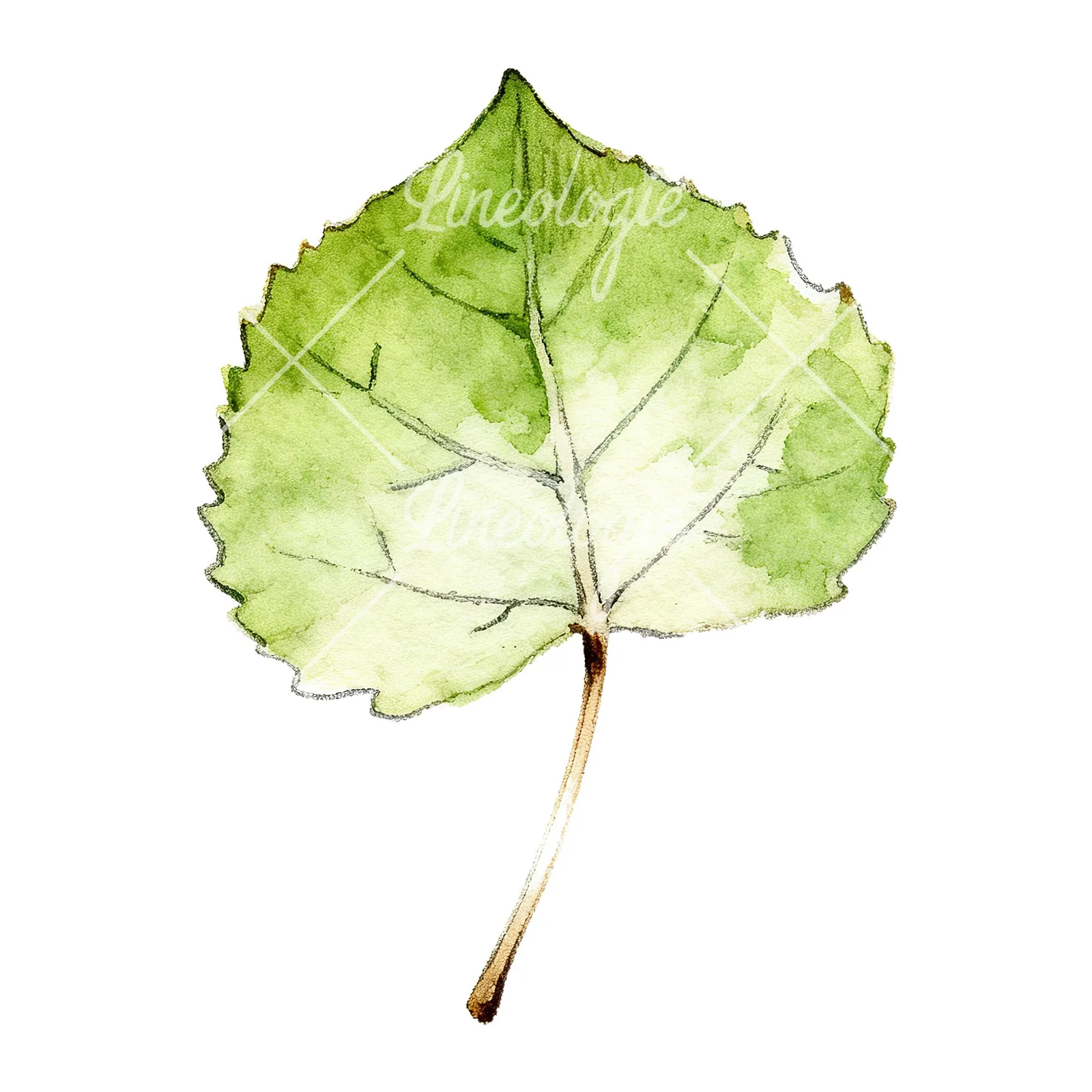 Watercolor light and dark green aspen leaf clipart 1 of 9 on a white background (JPG)