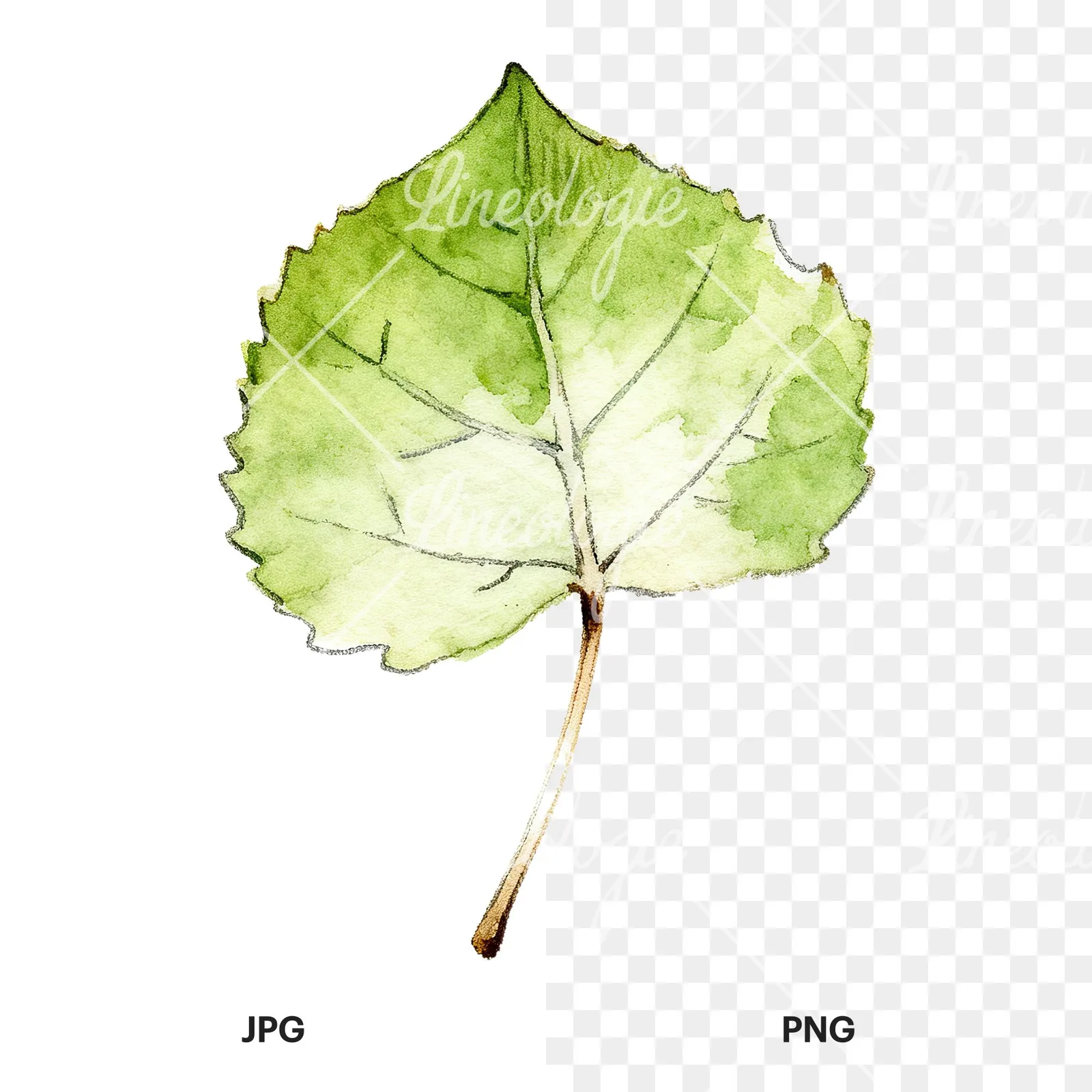 Watercolor light and dark green aspen leaf clipart 1 of 9, as a JPG on white and a transparent PNG