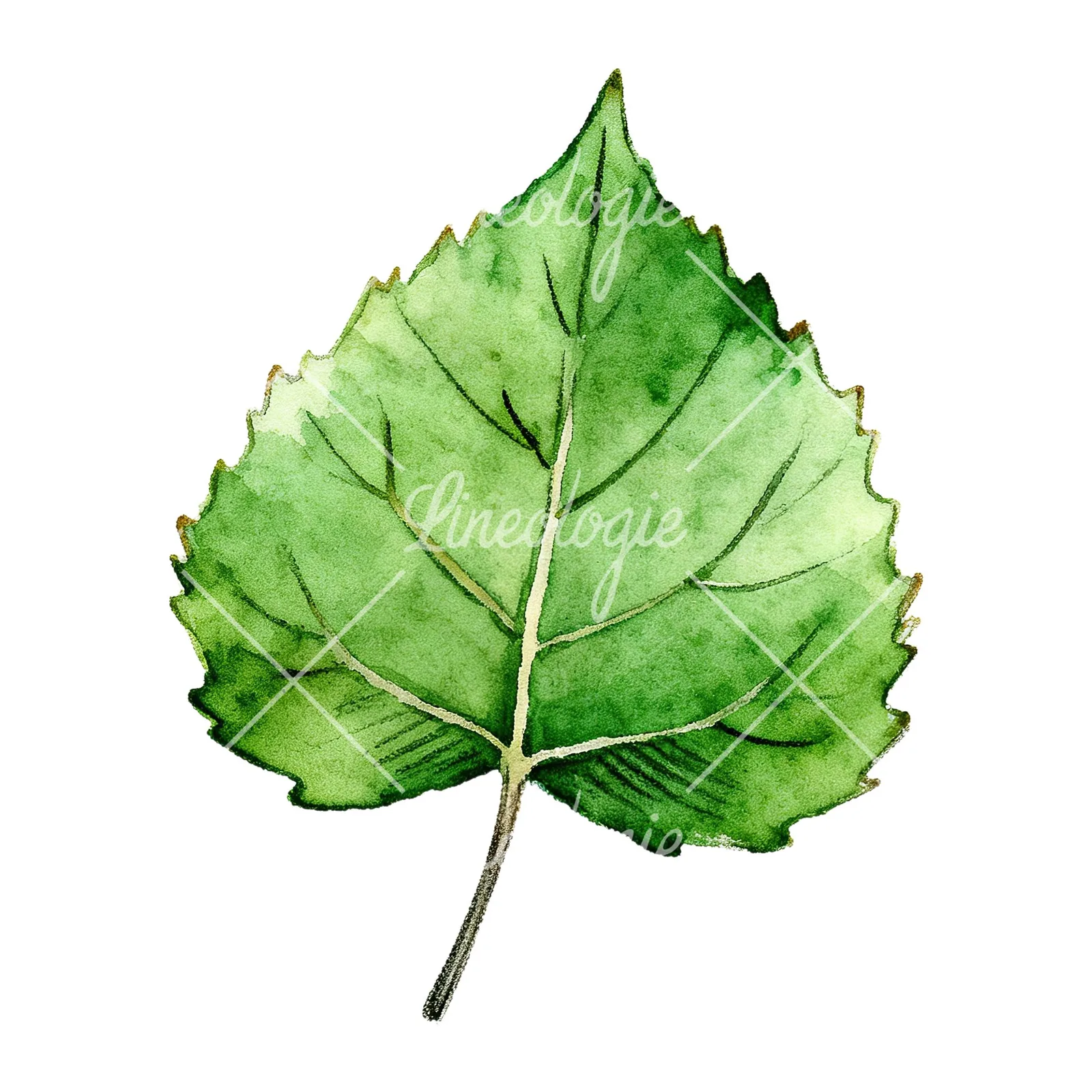 Watercolor light and dark green aspen leaf clipart 2 of 9 on a white background (JPG)