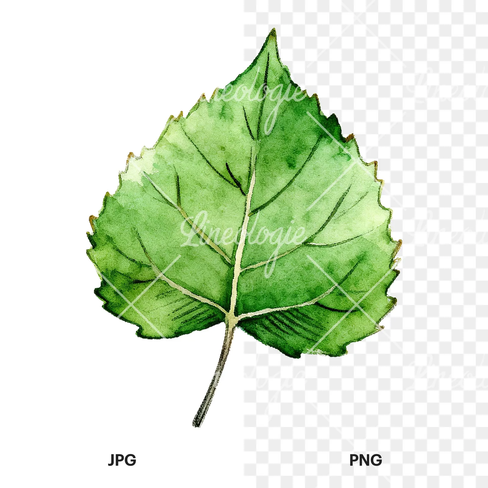 Watercolor light and dark green aspen leaf clipart 2 of 9, as a JPG on white and a transparent PNG