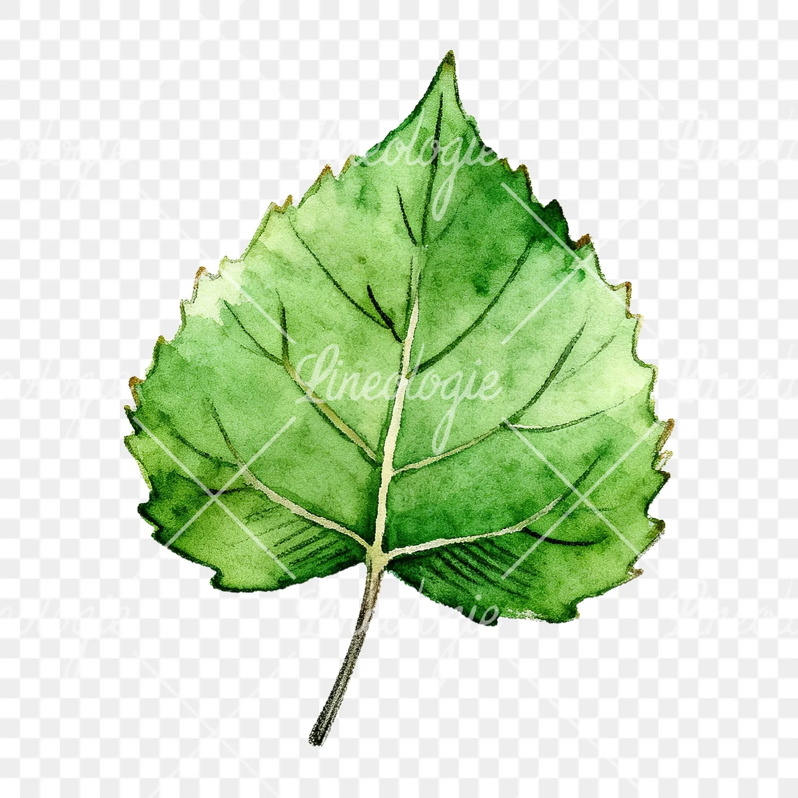 Watercolor light and dark green aspen leaf clipart 2 of 9 on a transparent background (PNG)