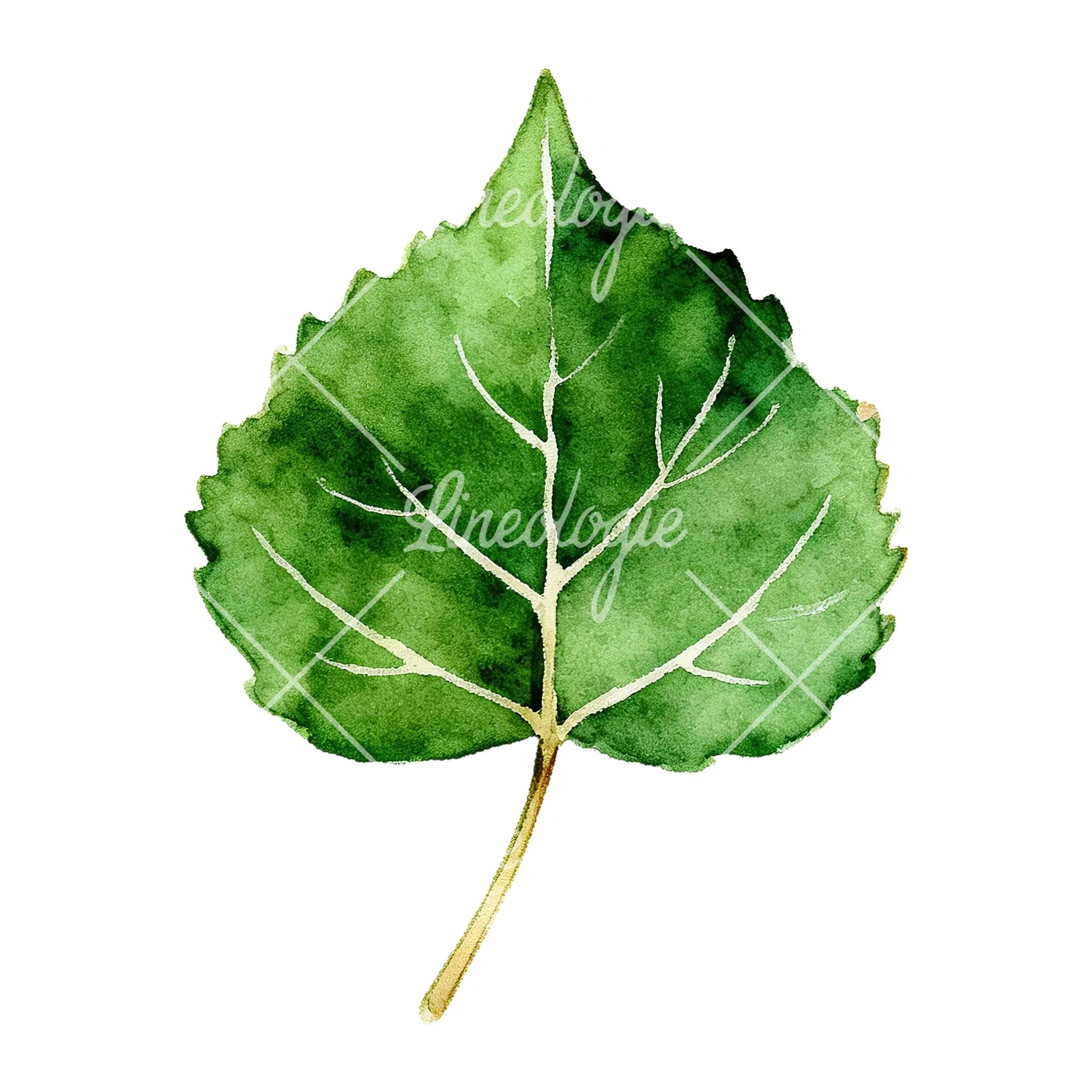 Watercolor light and dark green aspen leaf clipart 3 of 9 on a white background (JPG)