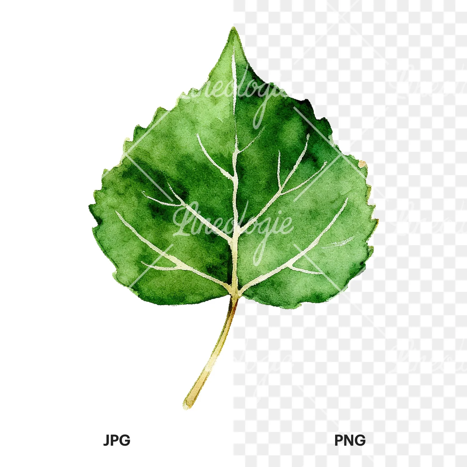 Watercolor light and dark green aspen leaf clipart 3 of 9, as a JPG on white and a transparent PNG