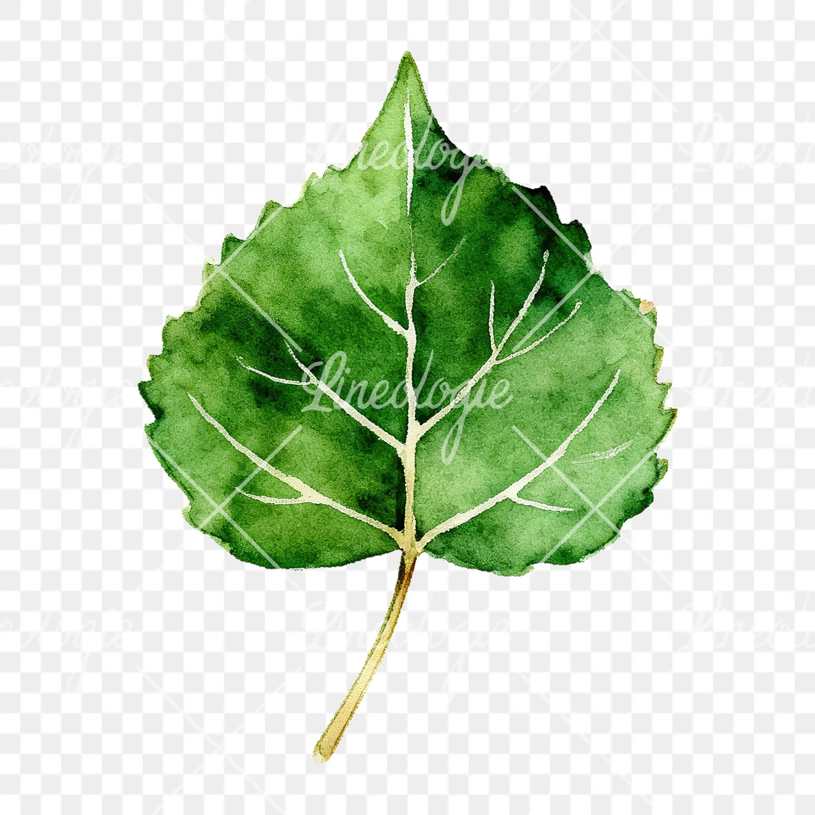 Watercolor light and dark green aspen leaf clipart 3 of 9 on a transparent background (PNG)