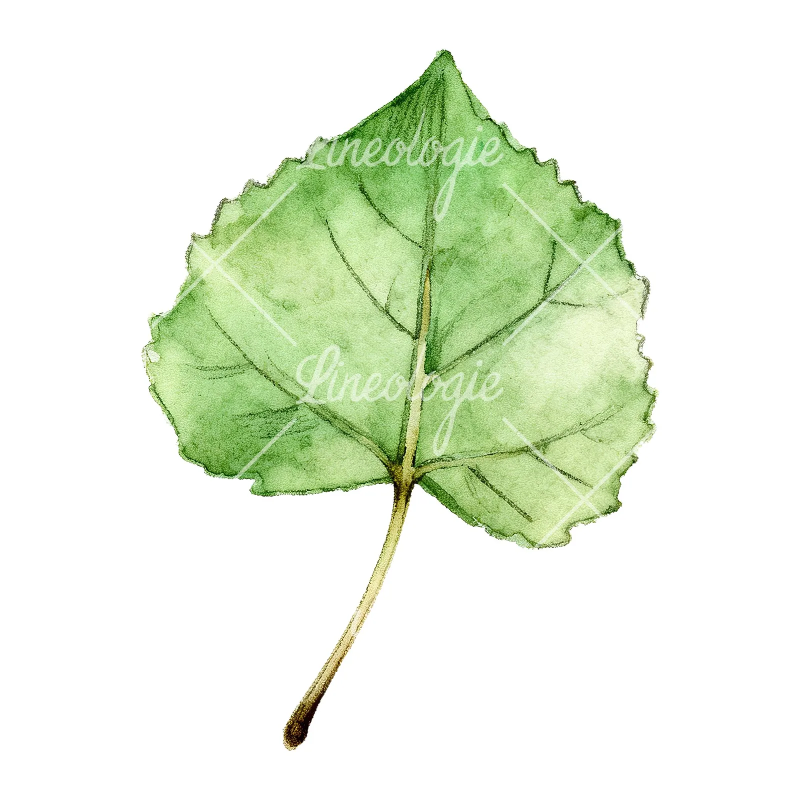Watercolor light and dark green aspen leaf clipart 4 of 9 on a white background (JPG)