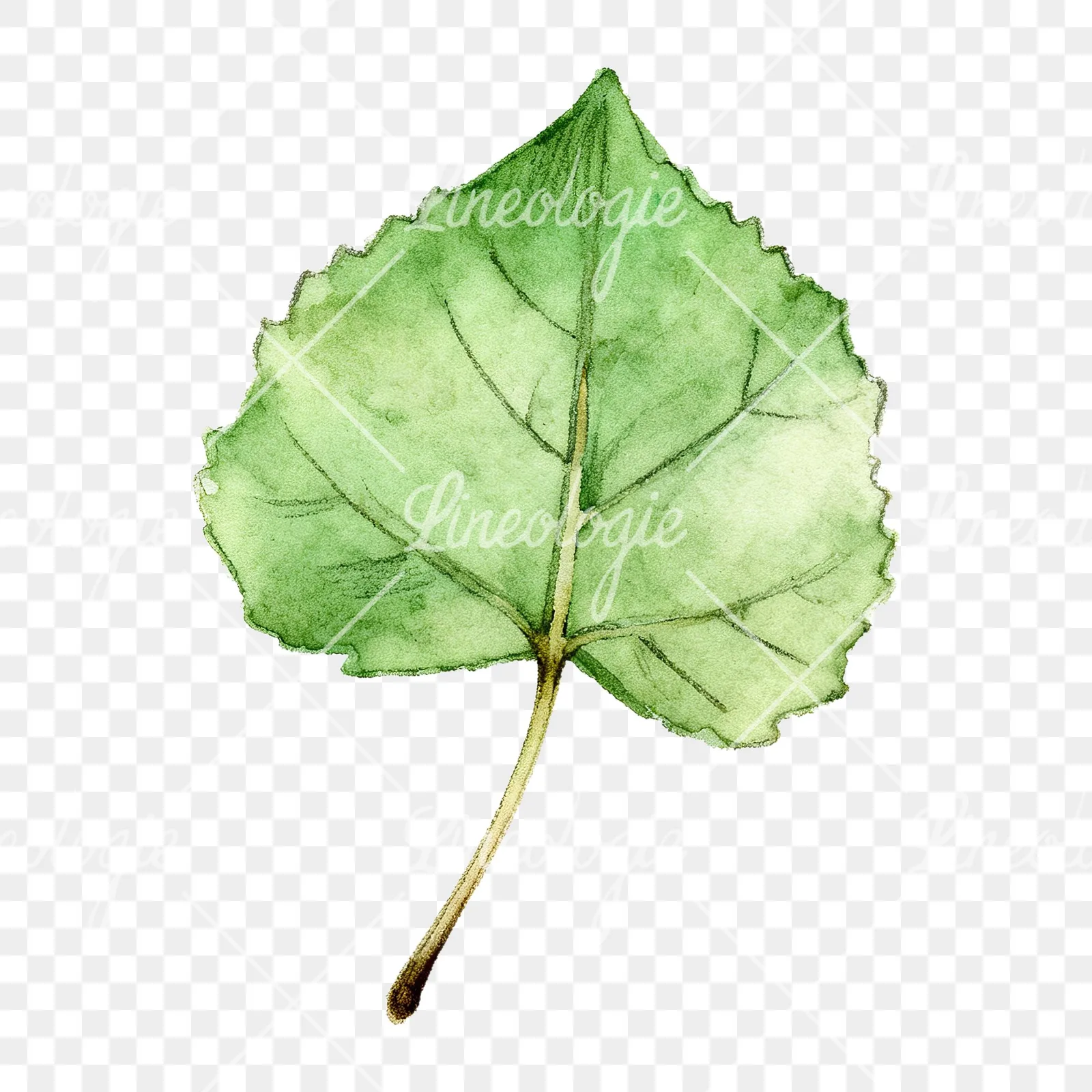 Watercolor light and dark green aspen leaf clipart 4 of 9 on a transparent background (PNG)