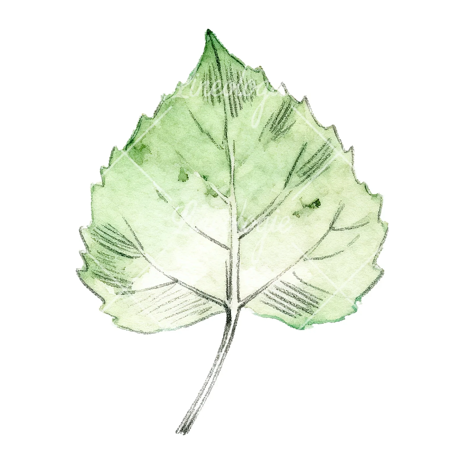 Watercolor light and dark green aspen leaf clipart 5 of 9 on a white background (JPG)