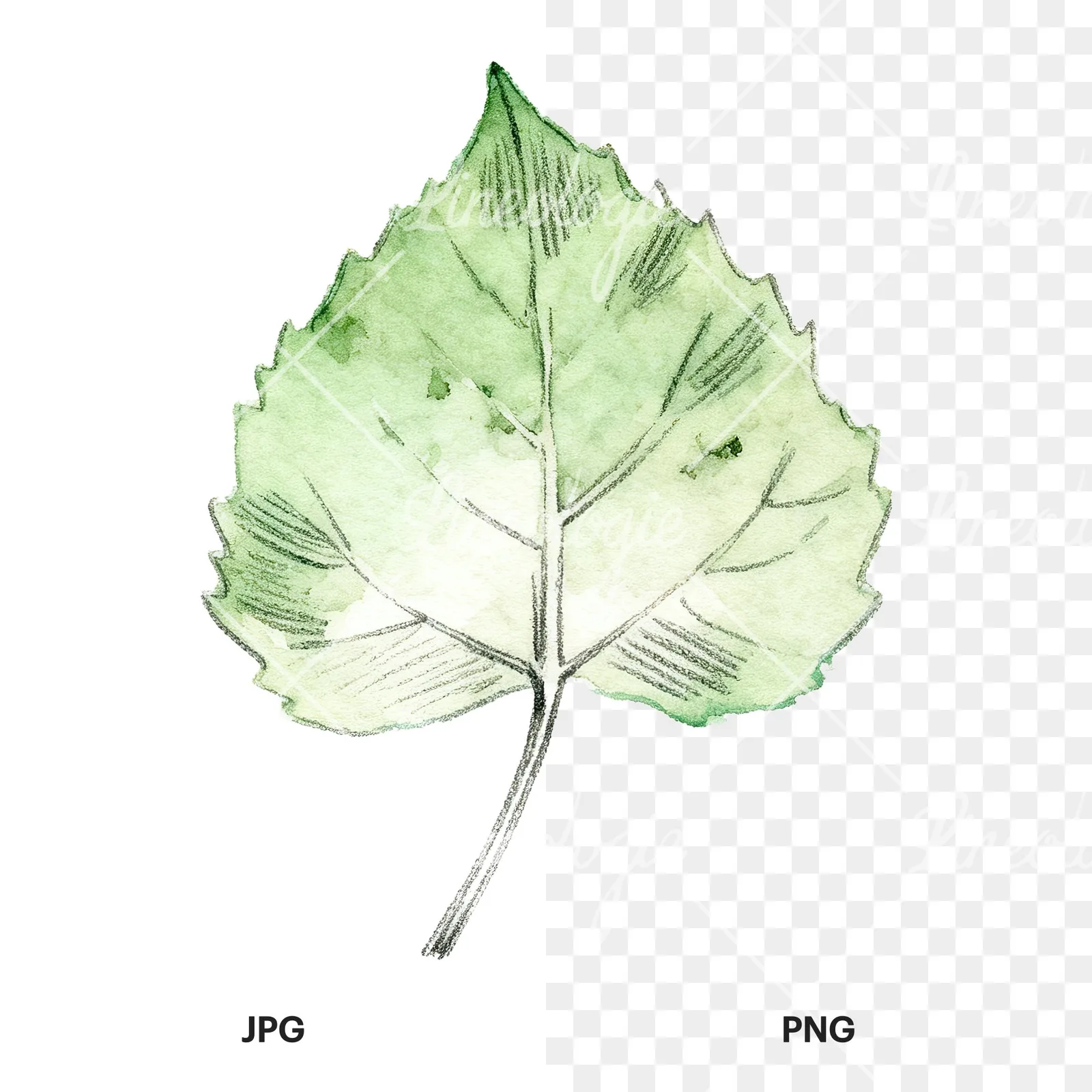 Watercolor light and dark green aspen leaf clipart 5 of 9, as a JPG on white and a transparent PNG