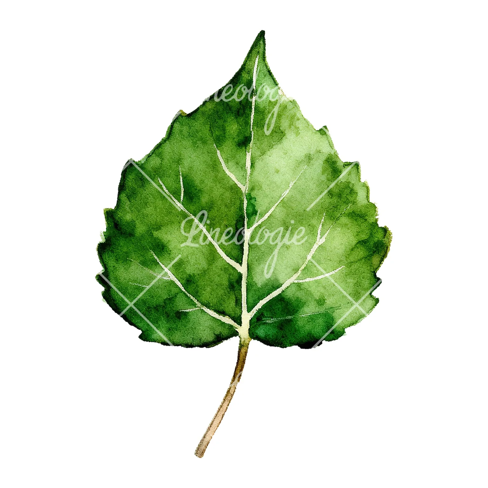 Watercolor light and dark green aspen leaf clipart 6 of 9 on a white background (JPG)