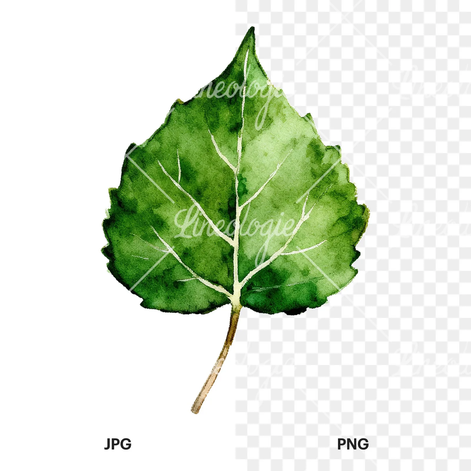 Watercolor light and dark green aspen leaf clipart 6 of 9, as a JPG on white and a transparent PNG