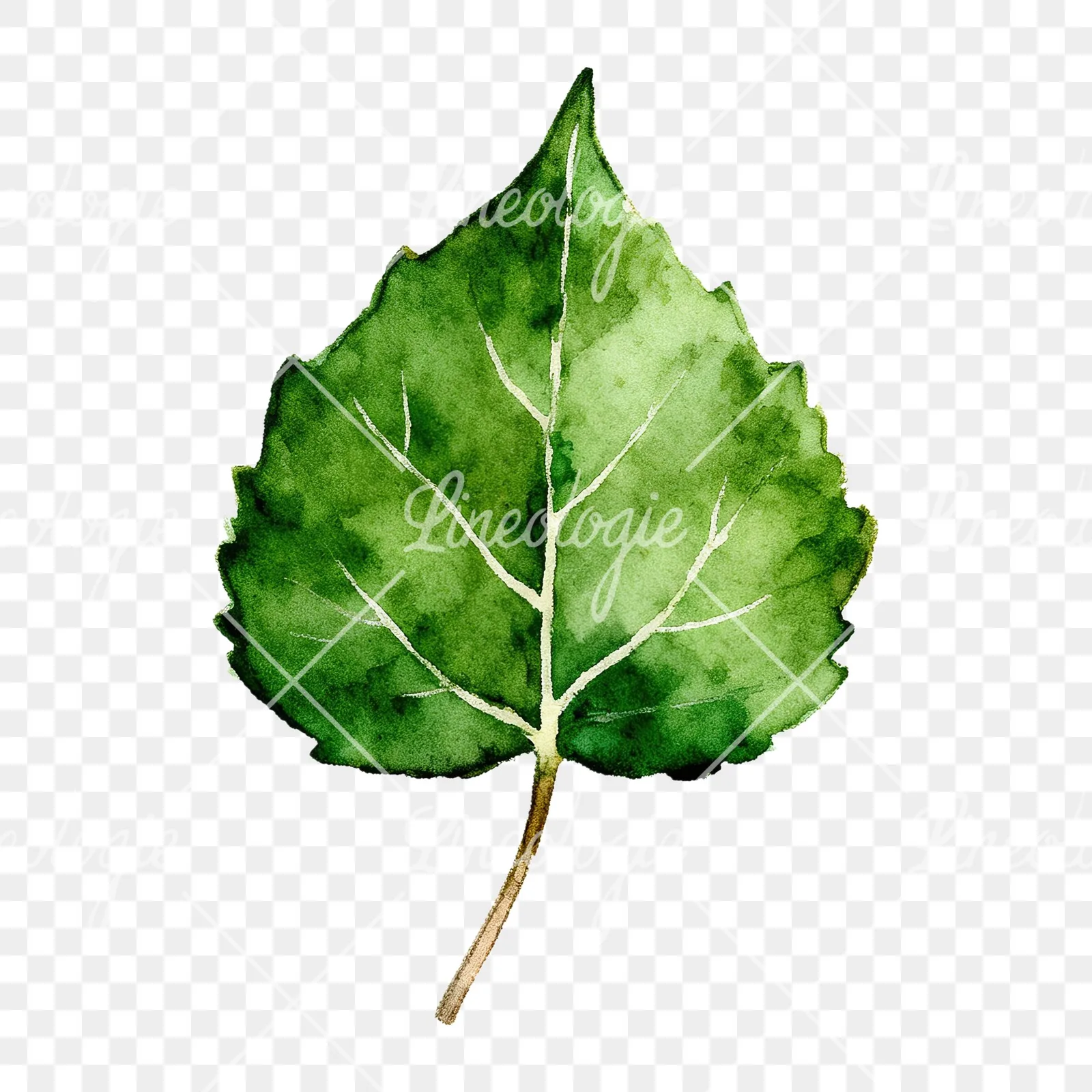 Watercolor light and dark green aspen leaf clipart 6 of 9 on a transparent background (PNG)