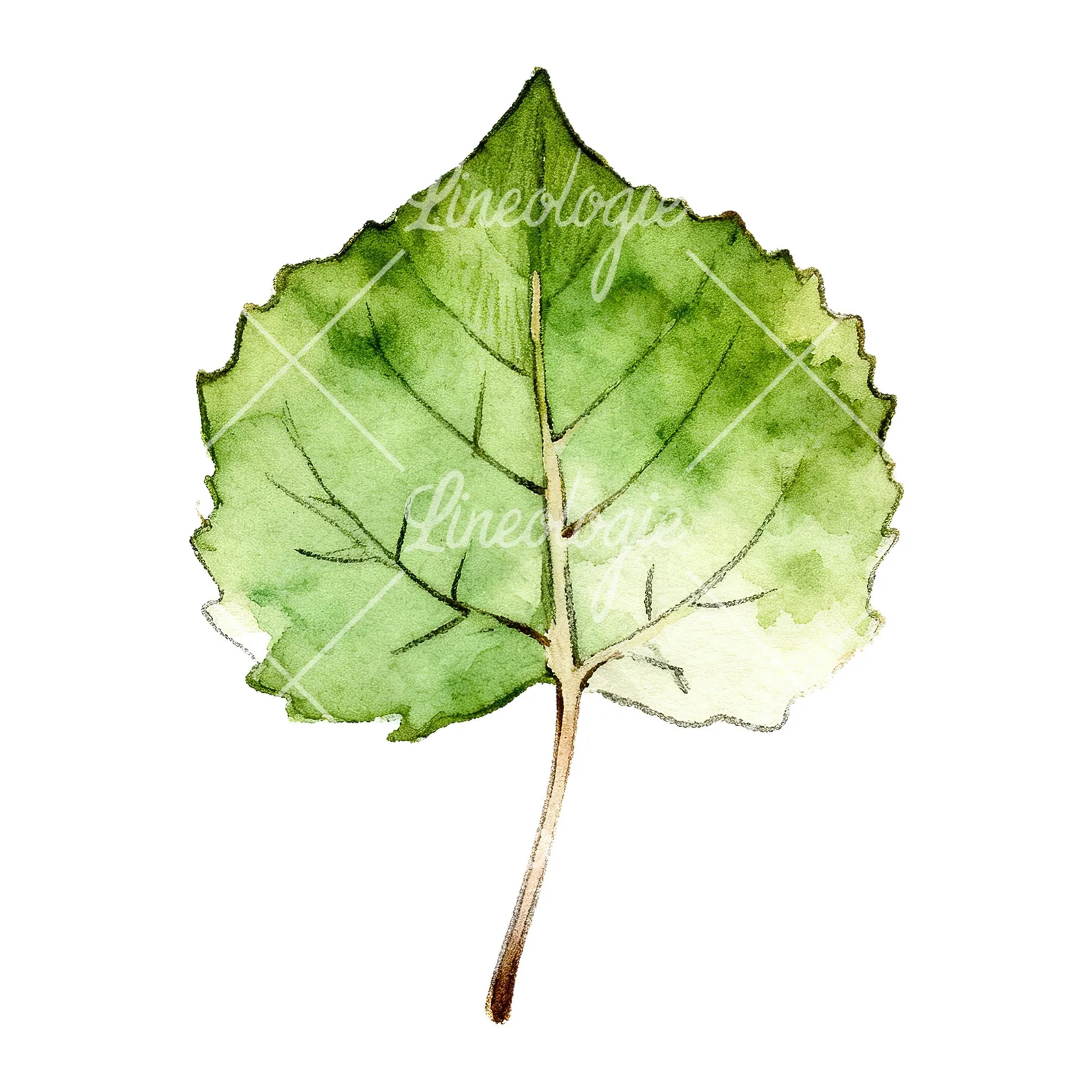 Watercolor light and dark green aspen leaf clipart 7 of 9 on a white background (JPG)
