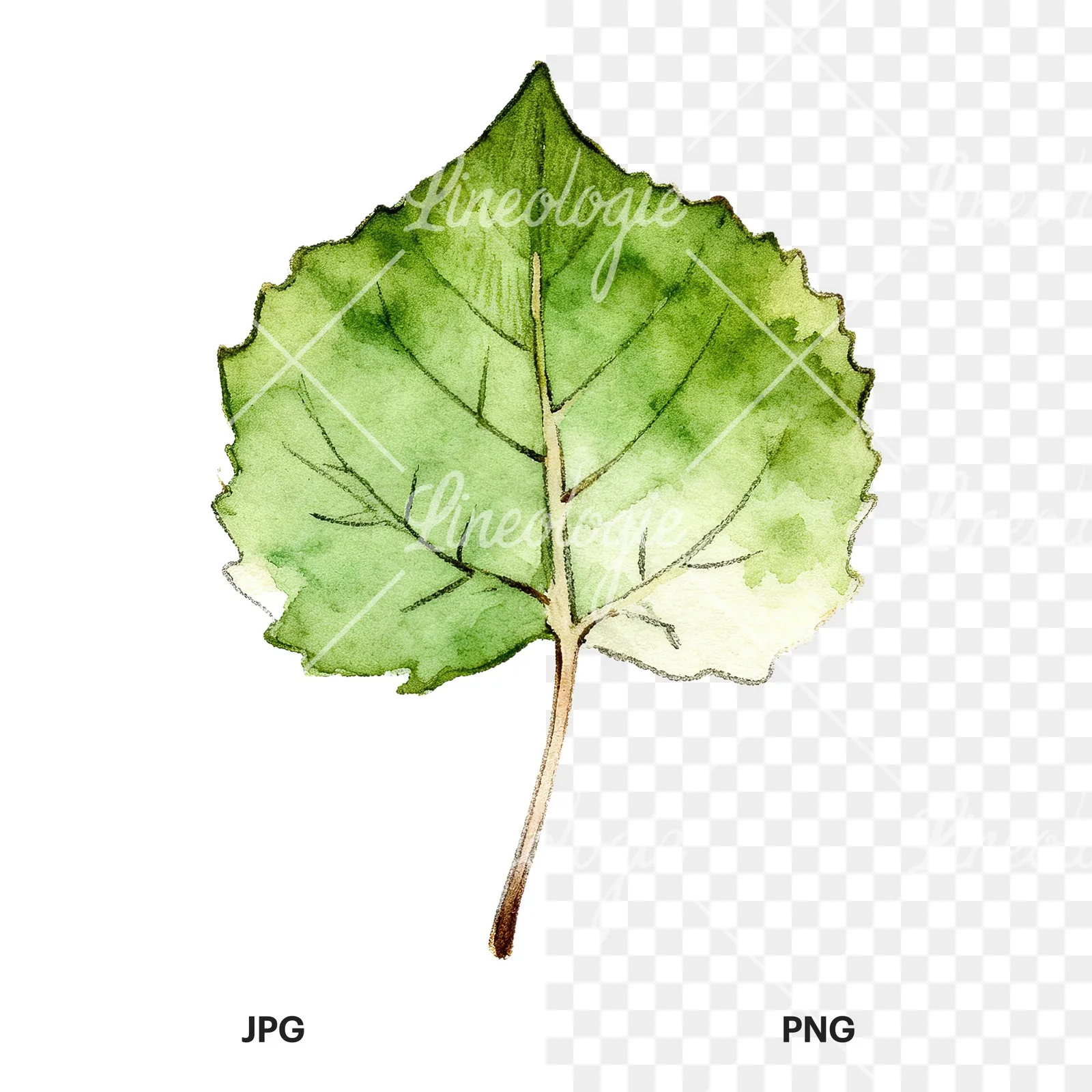 Watercolor light and dark green aspen leaf clipart 7 of 9, as a JPG on white and a transparent PNG