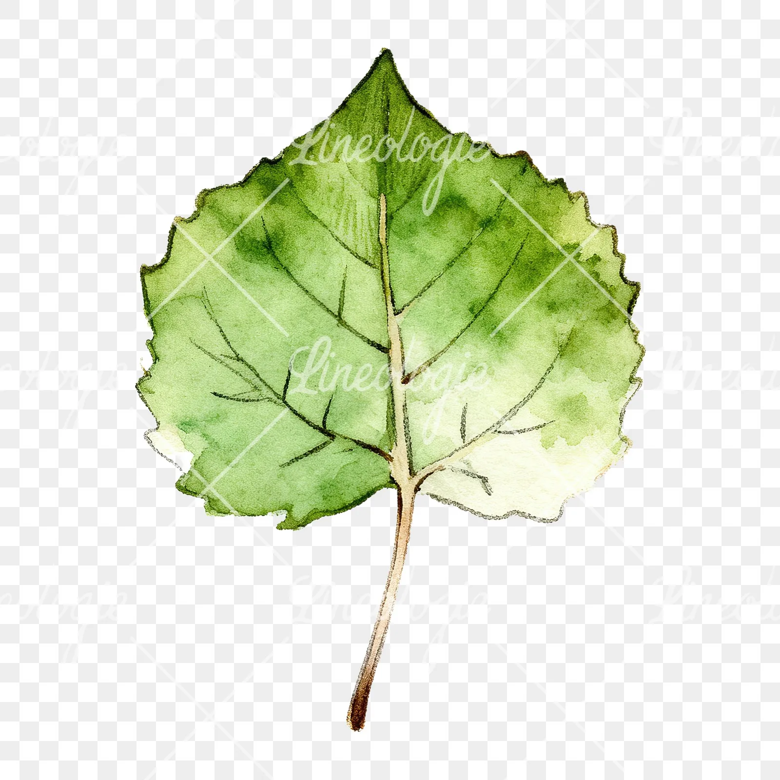 Watercolor light and dark green aspen leaf clipart 7 of 9 on a transparent background (PNG)