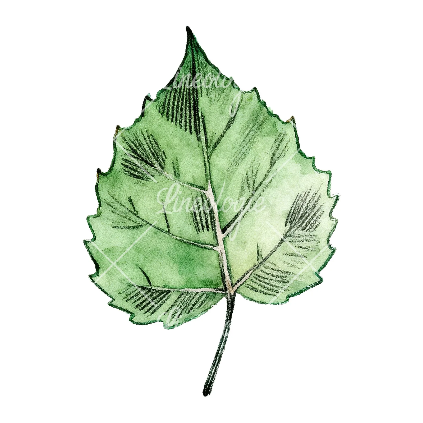 Watercolor light and dark green aspen leaf clipart 8 of 9 on a white background (JPG)
