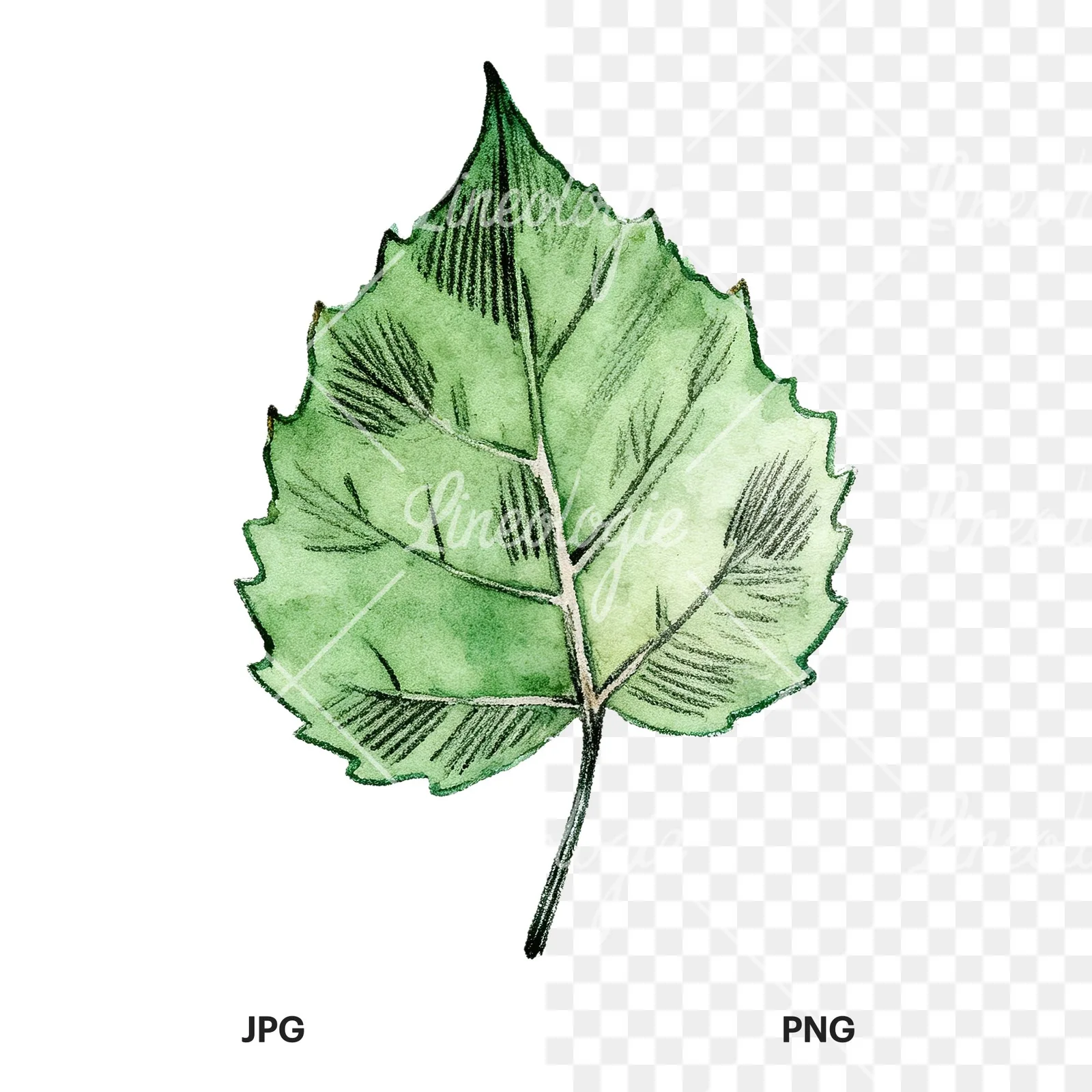 Watercolor light and dark green aspen leaf clipart 8 of 9, as a JPG on white and a transparent PNG