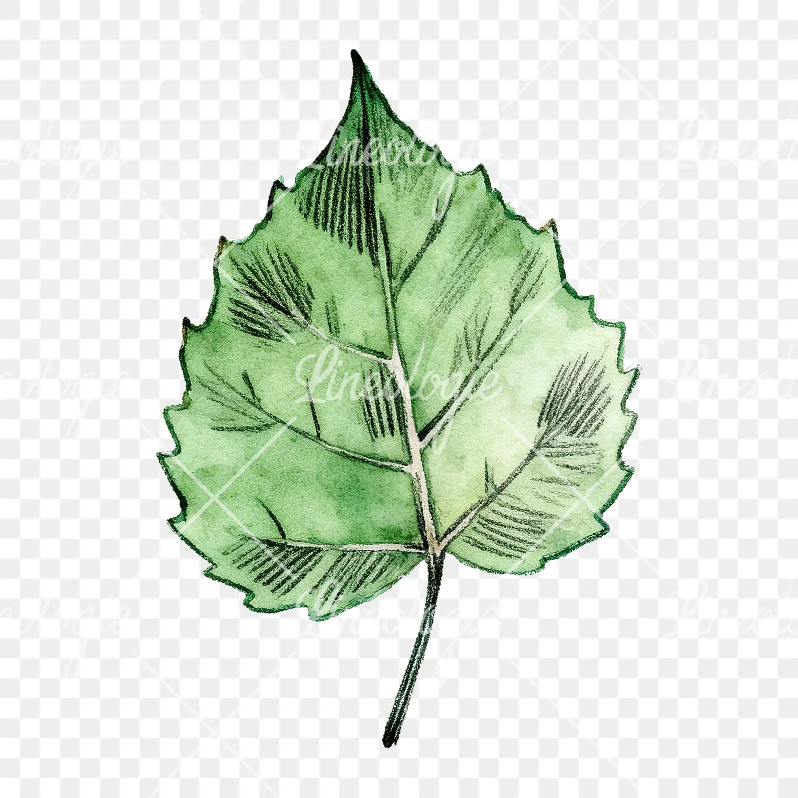 Watercolor light and dark green aspen leaf clipart 8 of 9 on a transparent background (PNG)