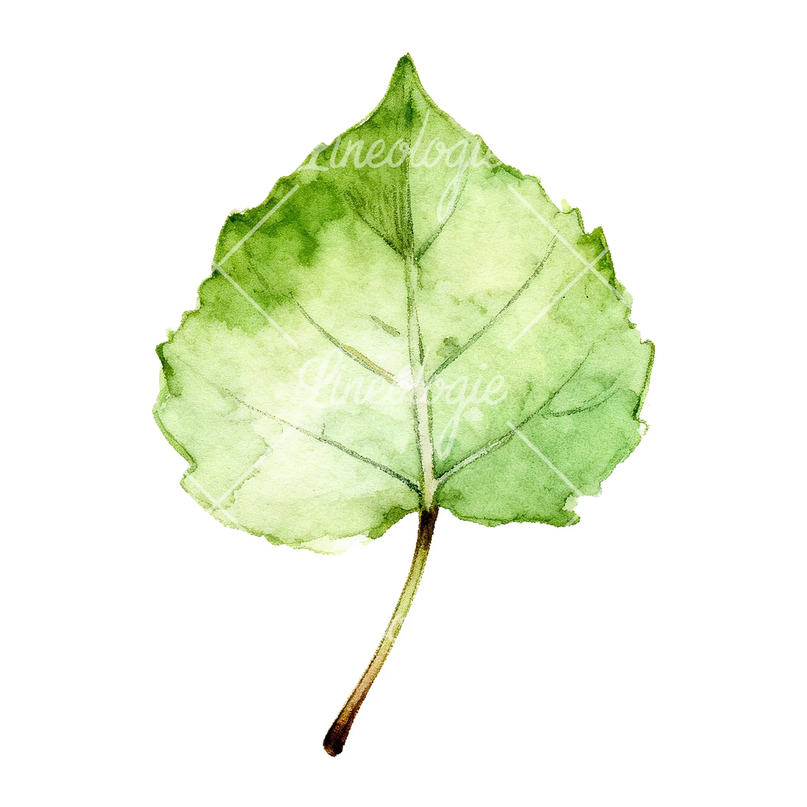 Watercolor light and dark green aspen leaf clipart 9 of 9 on a white background (JPG)