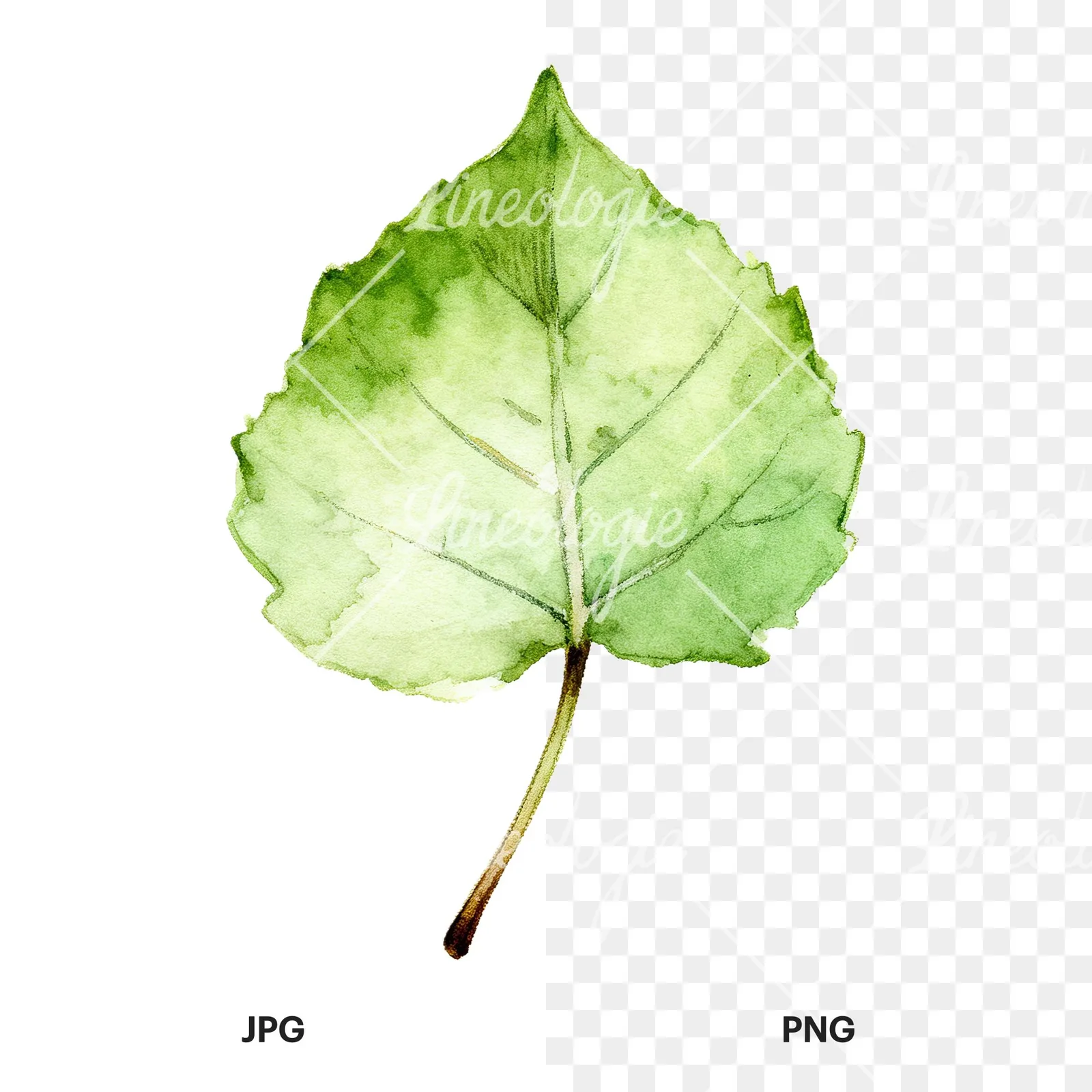 Watercolor light and dark green aspen leaf clipart 9 of 9, as a JPG on white and a transparent PNG