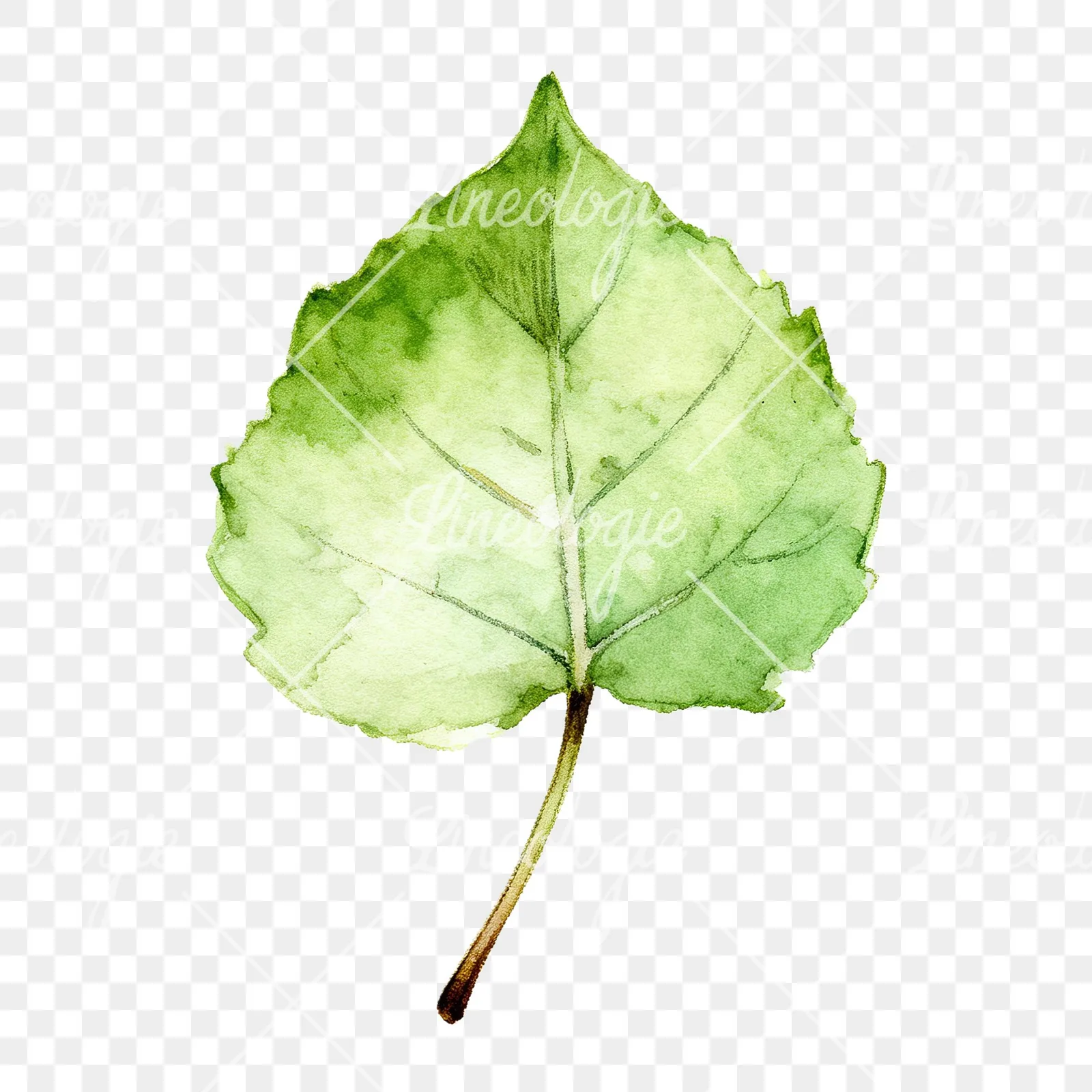 Watercolor light and dark green aspen leaf clipart 9 of 9 on a transparent background (PNG)