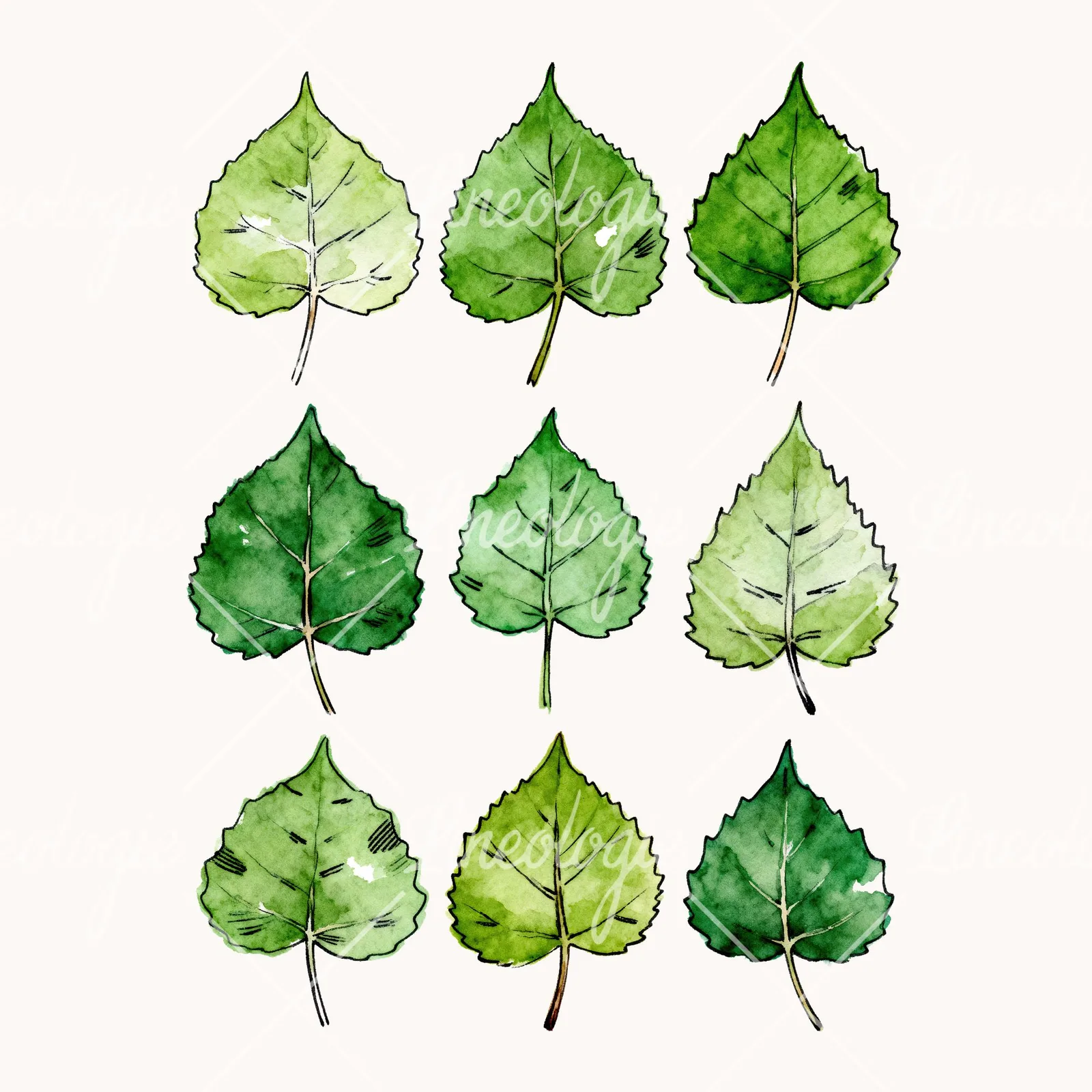 Watercolor Serrated Edge Aspen Leaf Clipart, all 9 illustrations in the pack