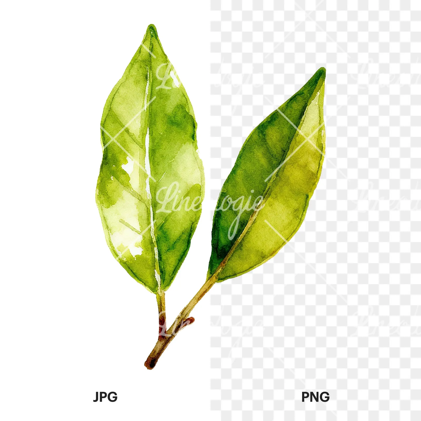 Watercolor bay leaf sprig clipart 1 of 9, as a JPG on white and a transparent PNG