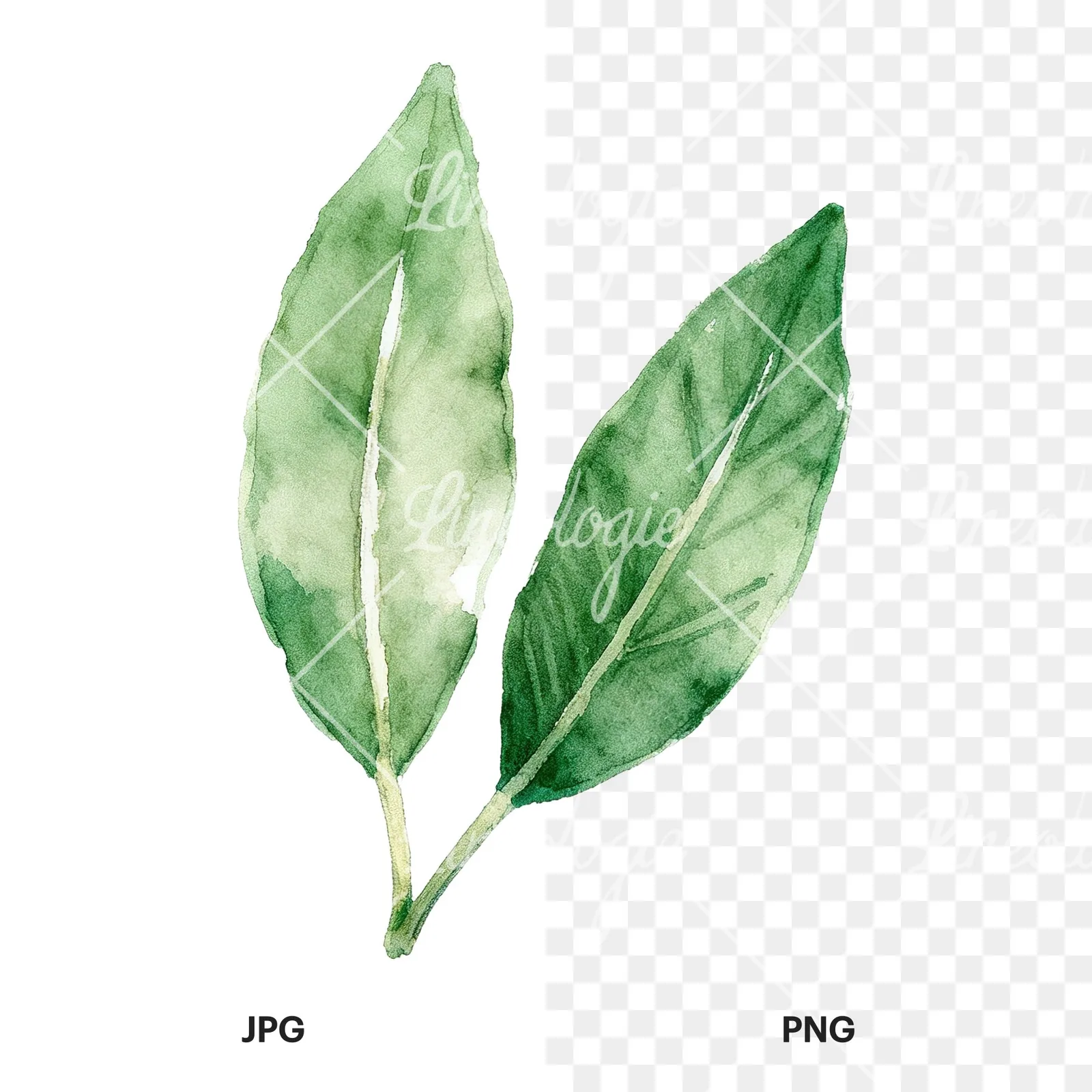 Watercolor bay leaf sprig clipart 2 of 9, as a JPG on white and a transparent PNG