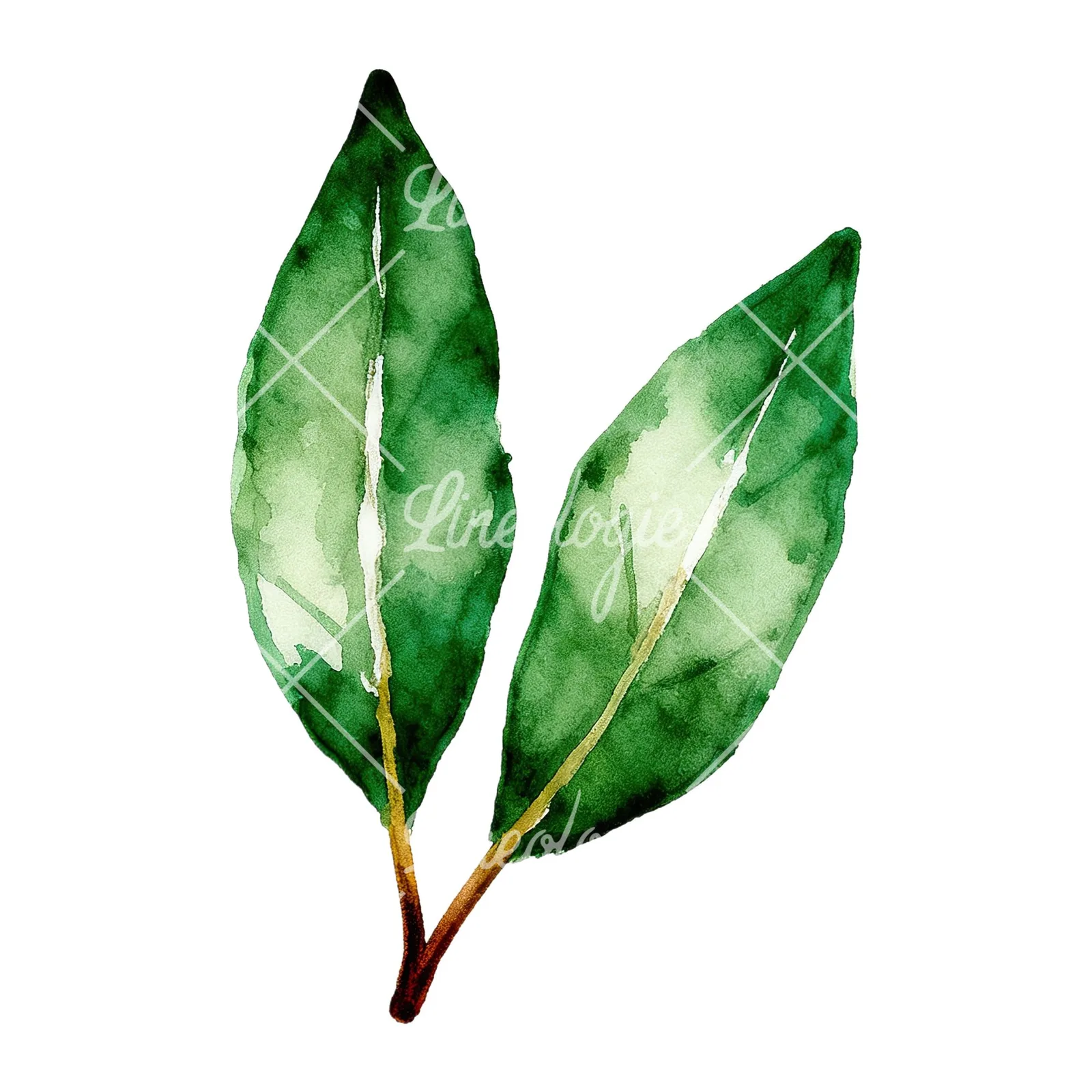 Watercolor bay leaf sprig clipart 3 of 9 on a white background (JPG)