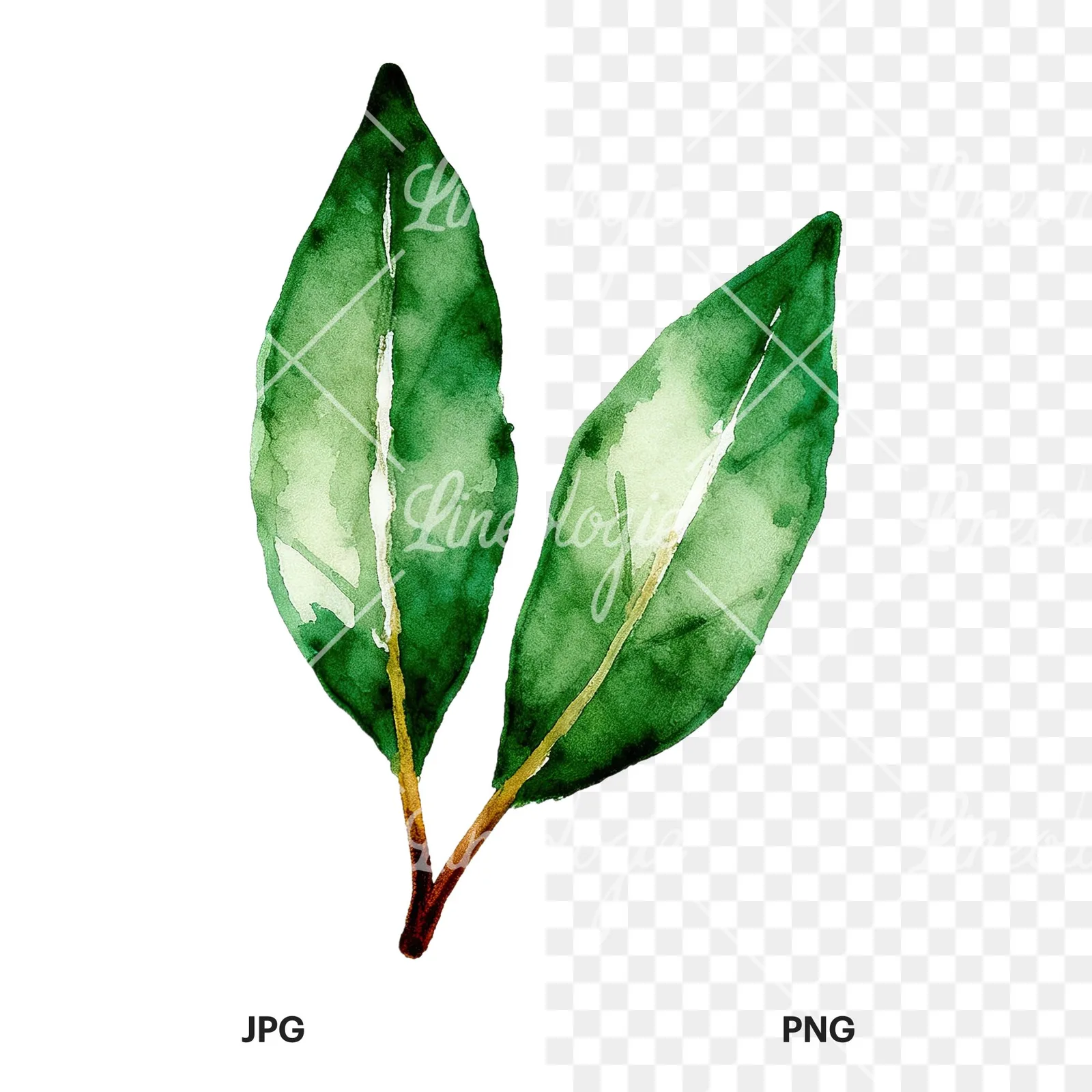 Watercolor bay leaf sprig clipart 3 of 9, as a JPG on white and a transparent PNG