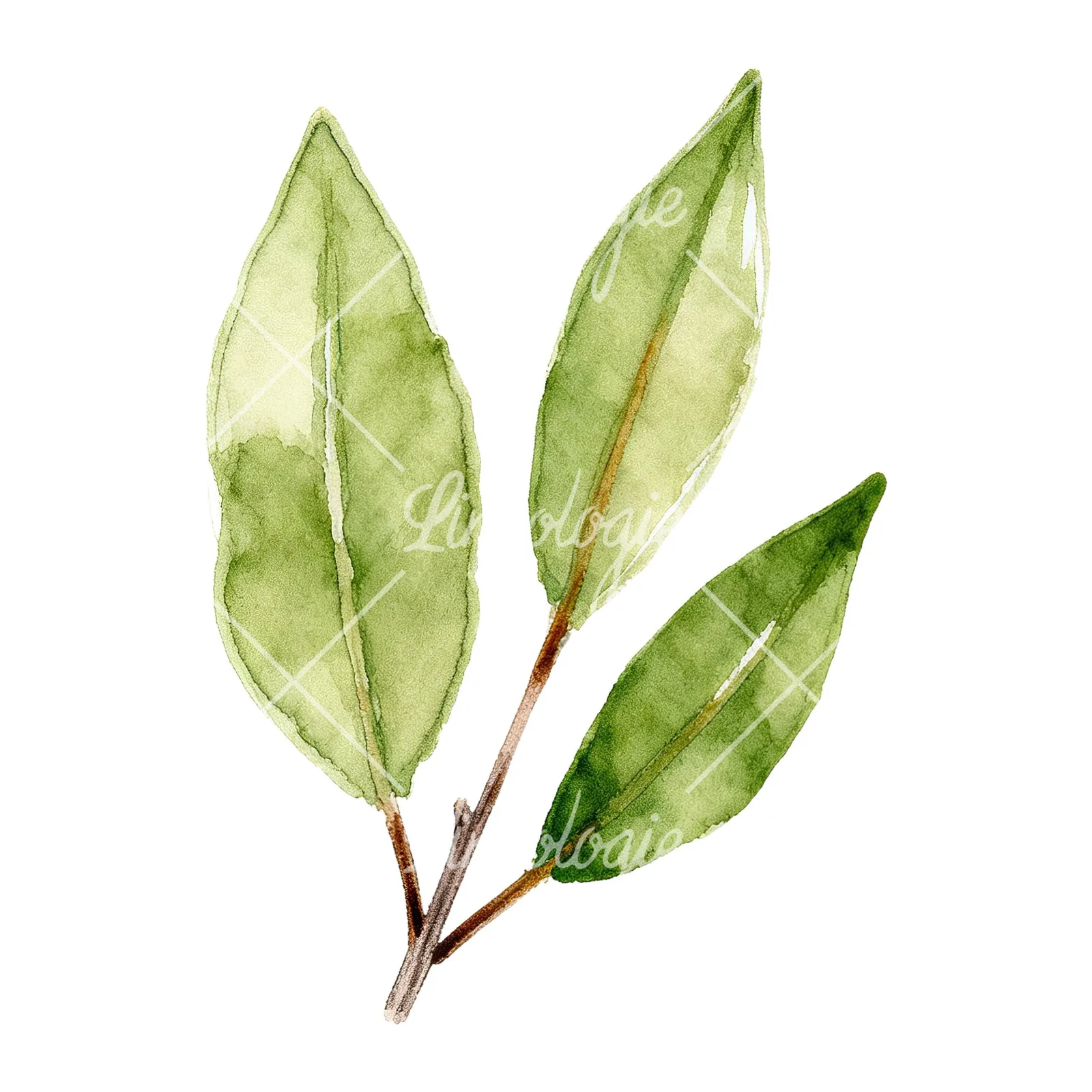 Watercolor bay leaf sprig clipart 4 of 9 on a white background (JPG)