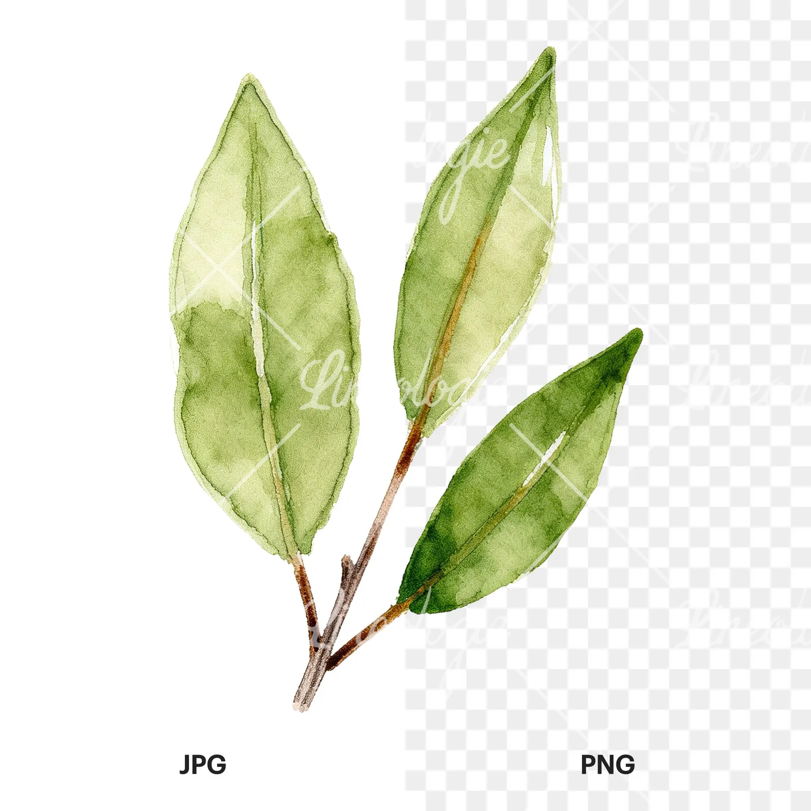 Watercolor bay leaf sprig clipart 4 of 9, as a JPG on white and a transparent PNG