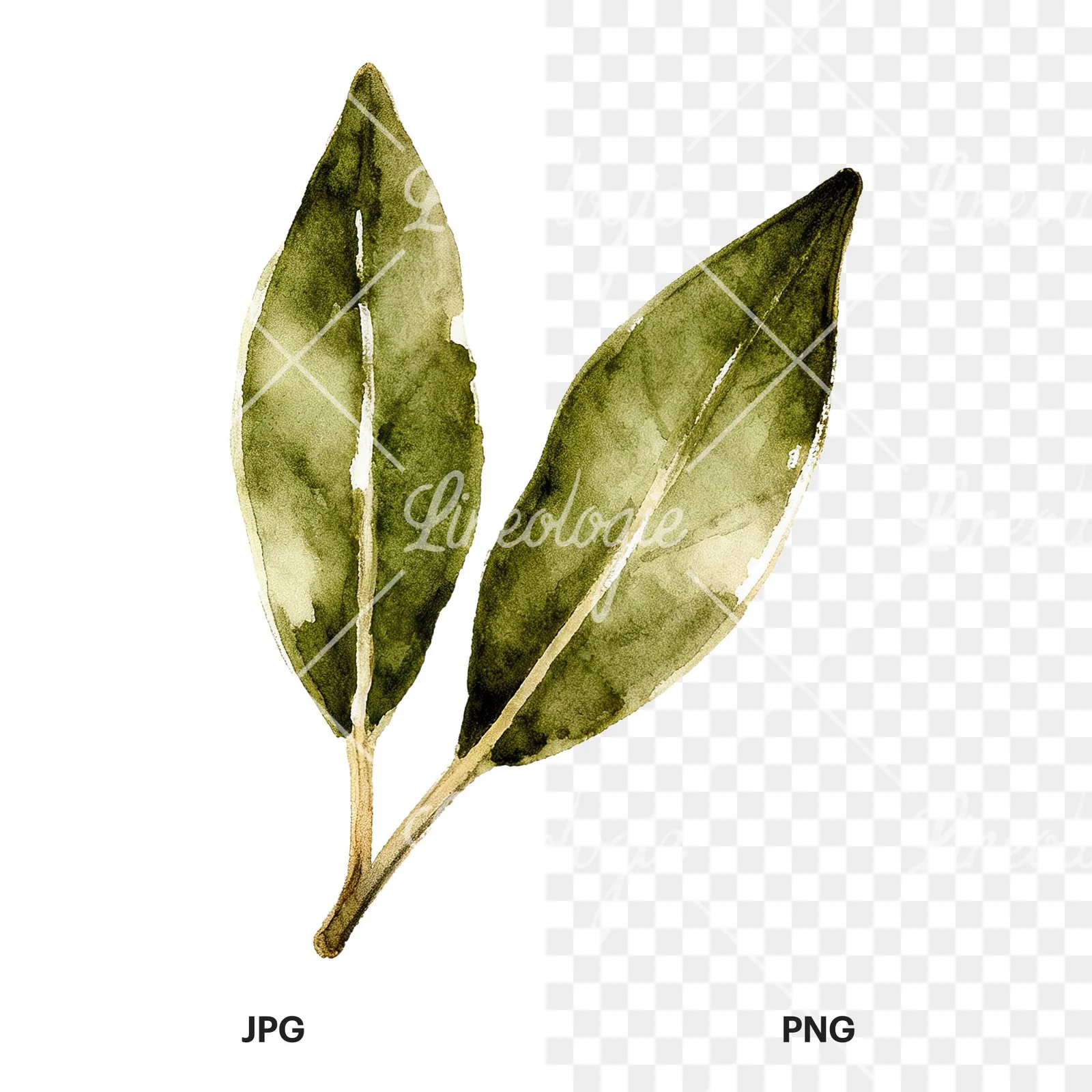 Watercolor bay leaf sprig clipart 5 of 9, as a JPG on white and a transparent PNG