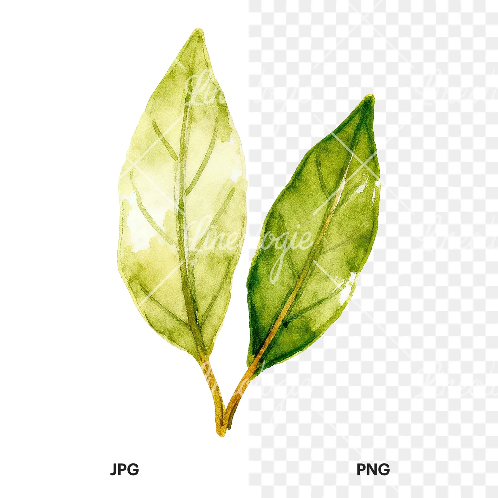 Watercolor bay leaf sprig clipart 6 of 9, as a JPG on white and a transparent PNG