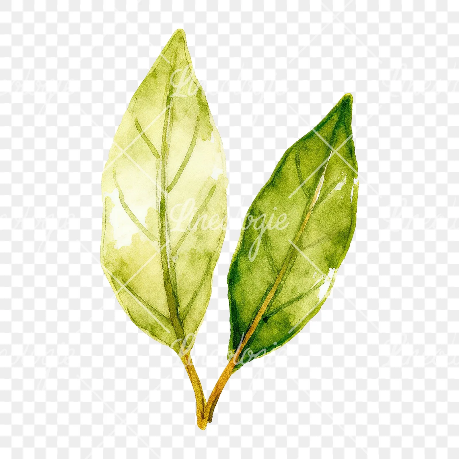 Watercolor bay leaf sprig clipart 6 of 9 on a transparent background (PNG)