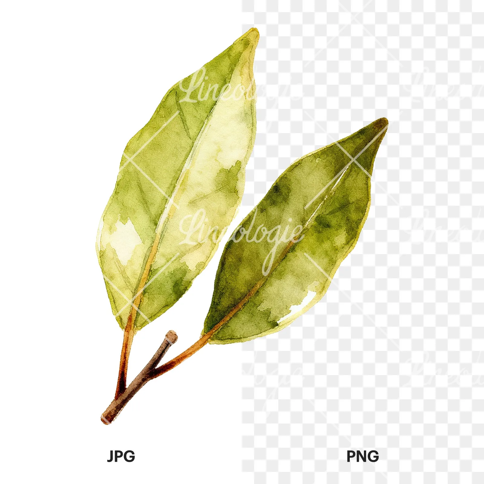 Watercolor bay leaf sprig clipart 7 of 9, as a JPG on white and a transparent PNG