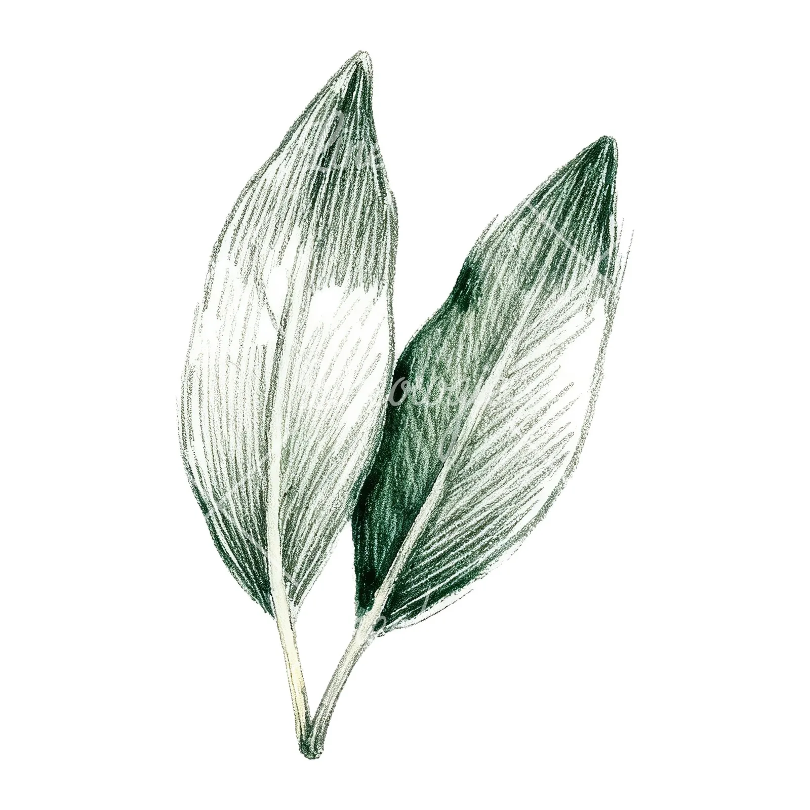 Watercolor bay leaf sprig clipart 8 of 9 on a white background (JPG)