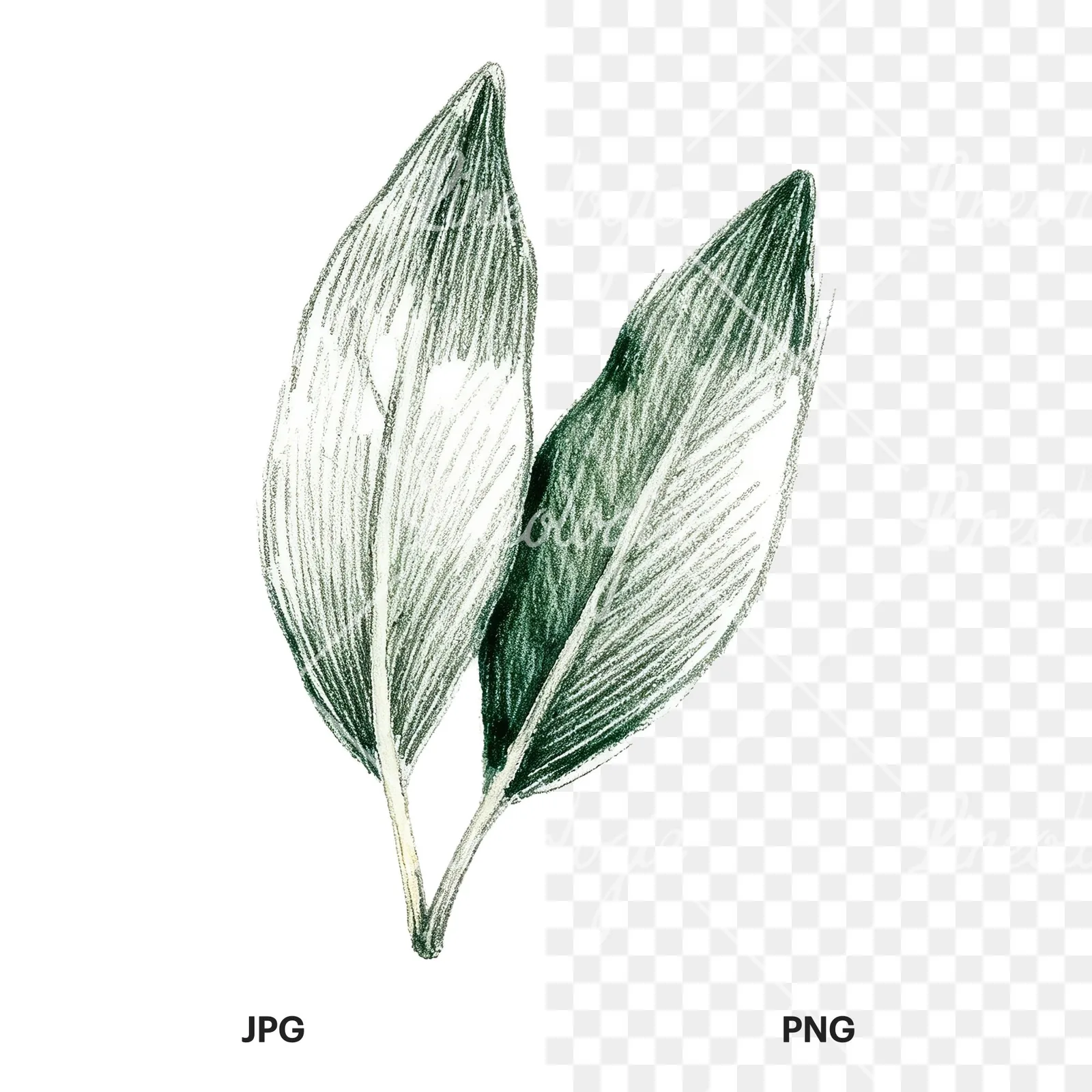Watercolor bay leaf sprig clipart 8 of 9, as a JPG on white and a transparent PNG