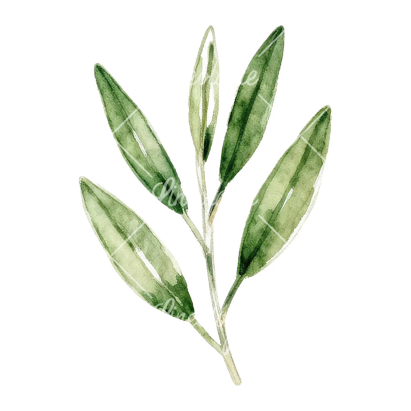 Watercolor bay leaf sprig clipart 9 of 9 on a white background (JPG)