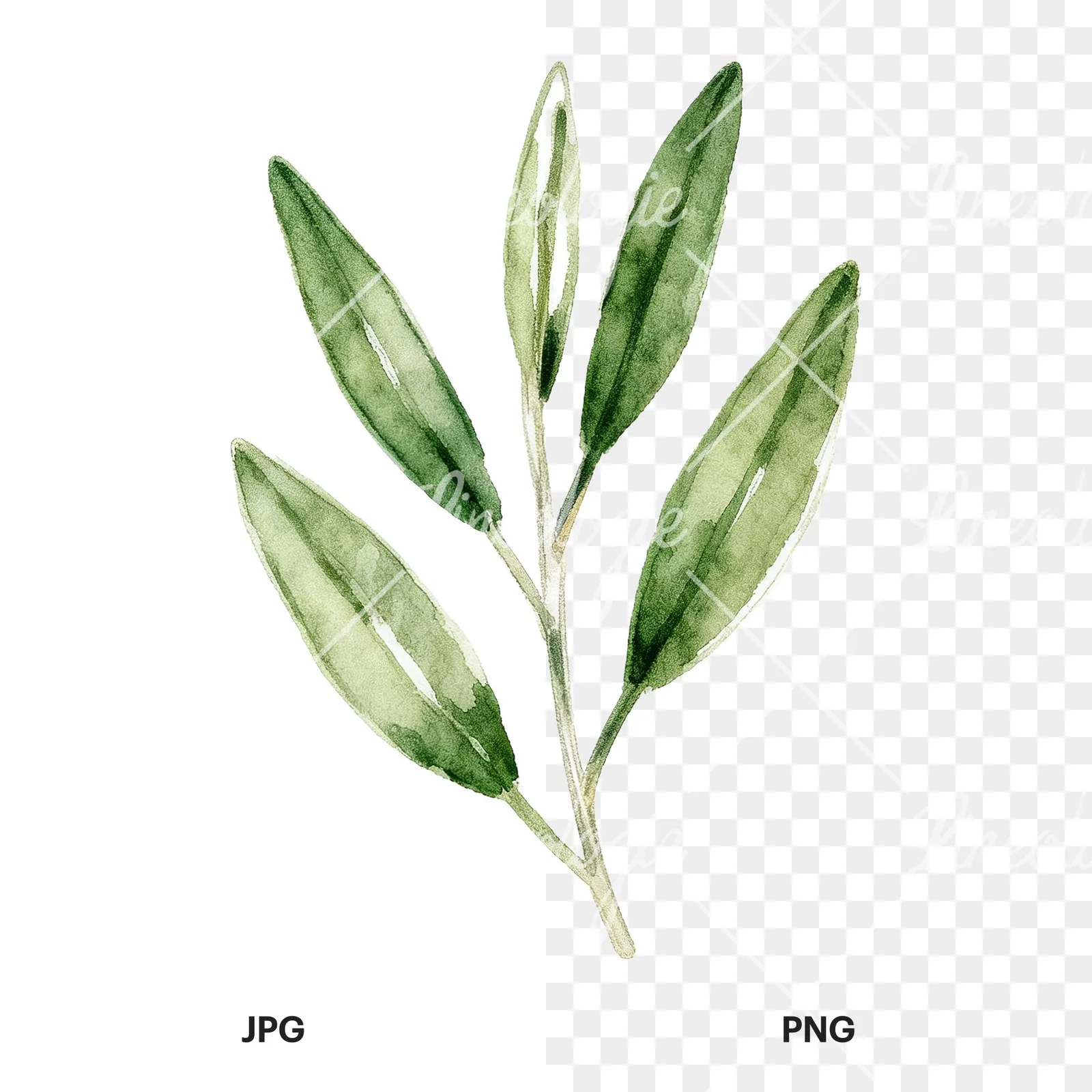 Watercolor bay leaf sprig clipart 9 of 9, as a JPG on white and a transparent PNG