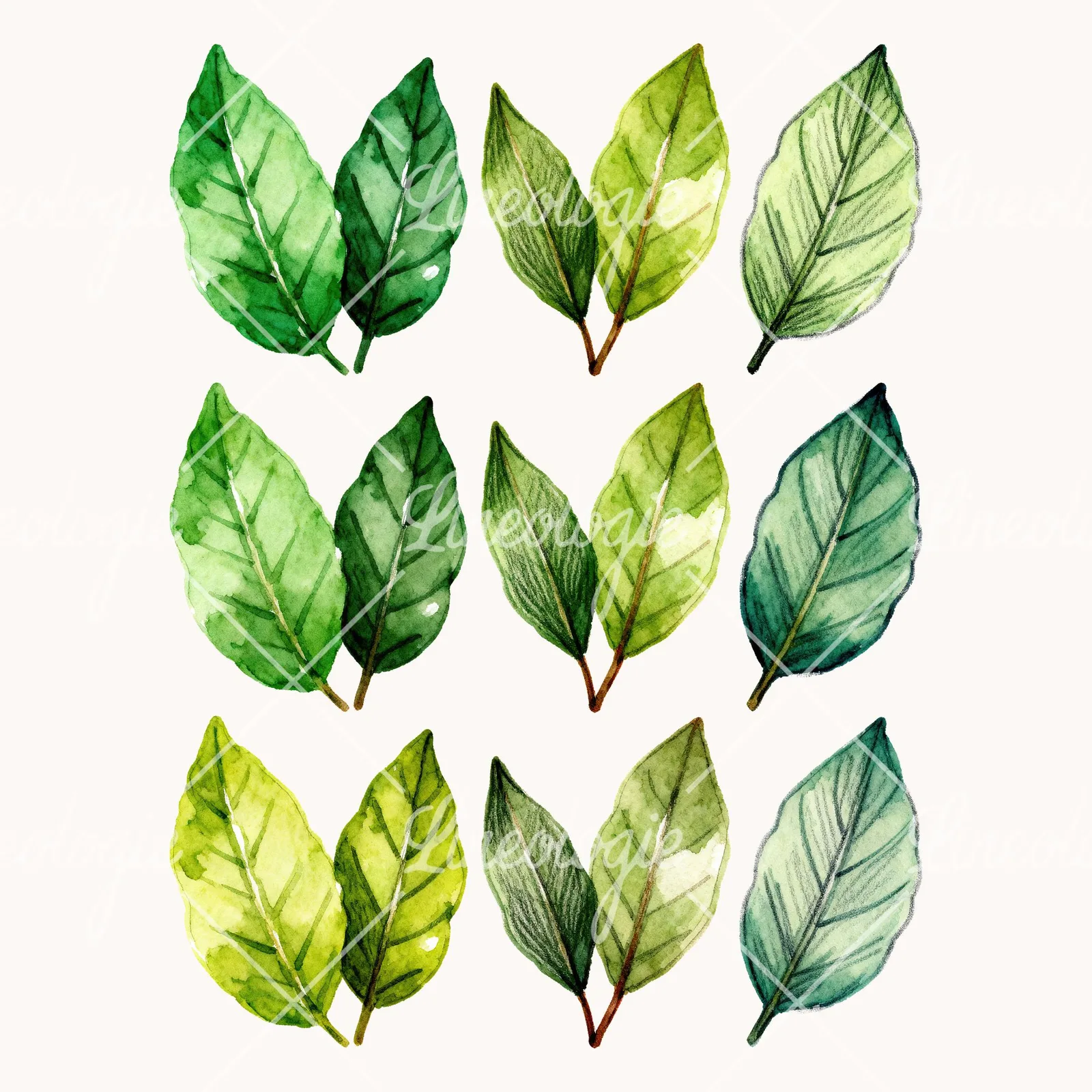 Watercolor Green Bay Leaf Clipart, all 9 illustrations in the pack