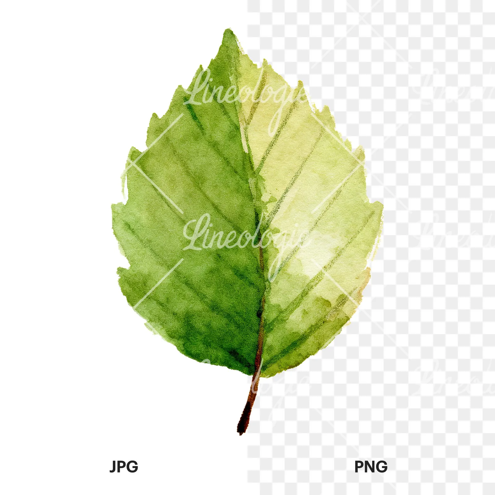Watercolor light green beech leaf clipart 1 of 9, as a JPG on white and a transparent PNG
