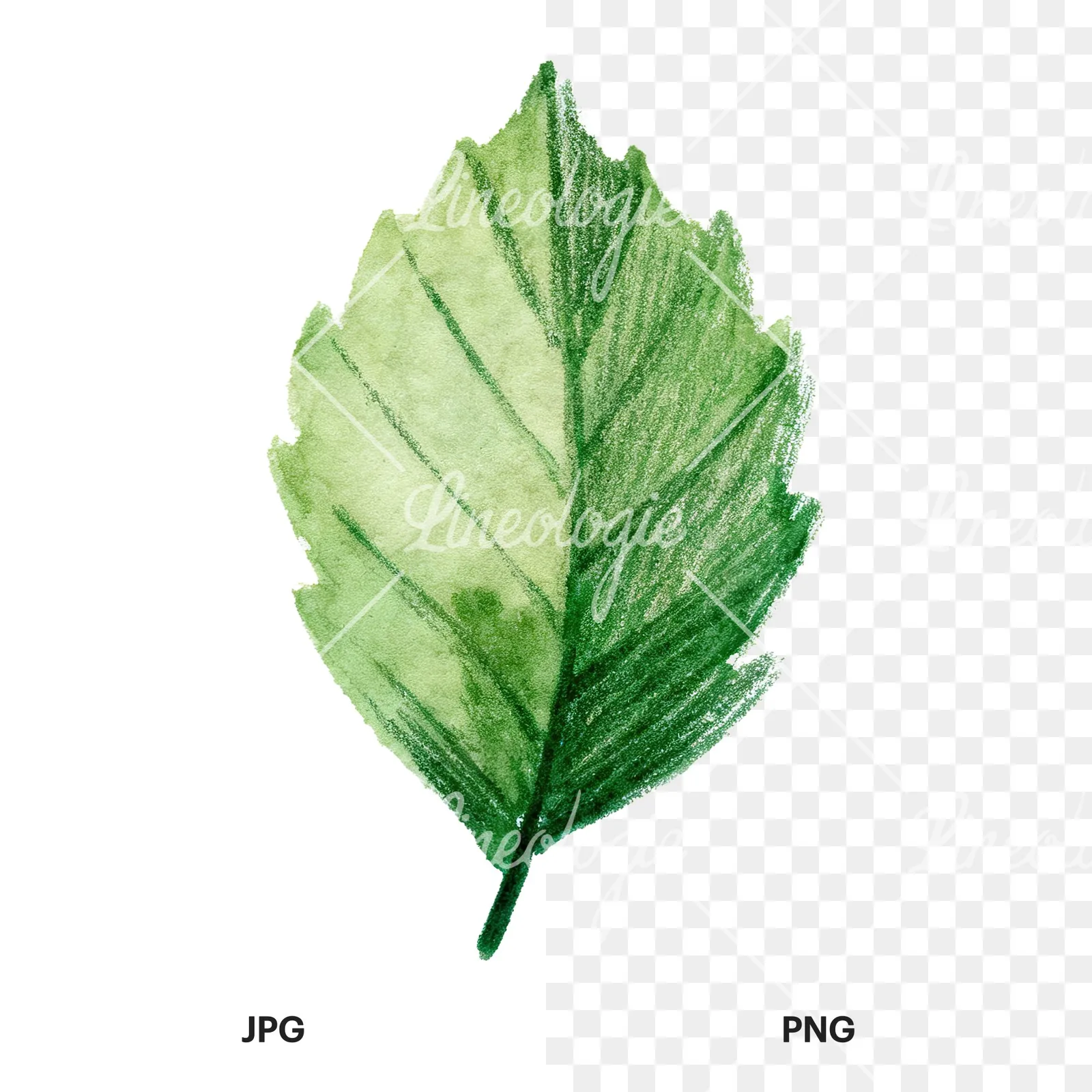 Watercolor light green beech leaf clipart 2 of 9, as a JPG on white and a transparent PNG