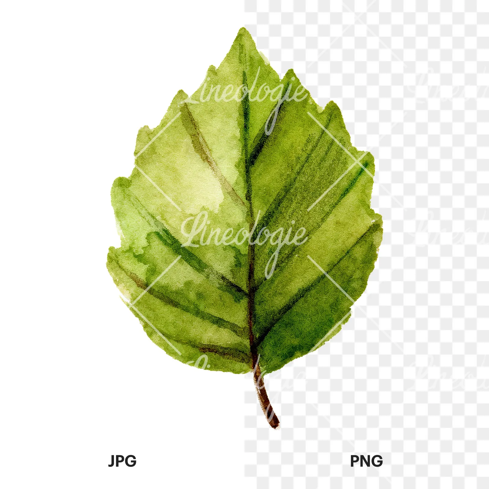 Watercolor light green beech leaf clipart 3 of 9, as a JPG on white and a transparent PNG