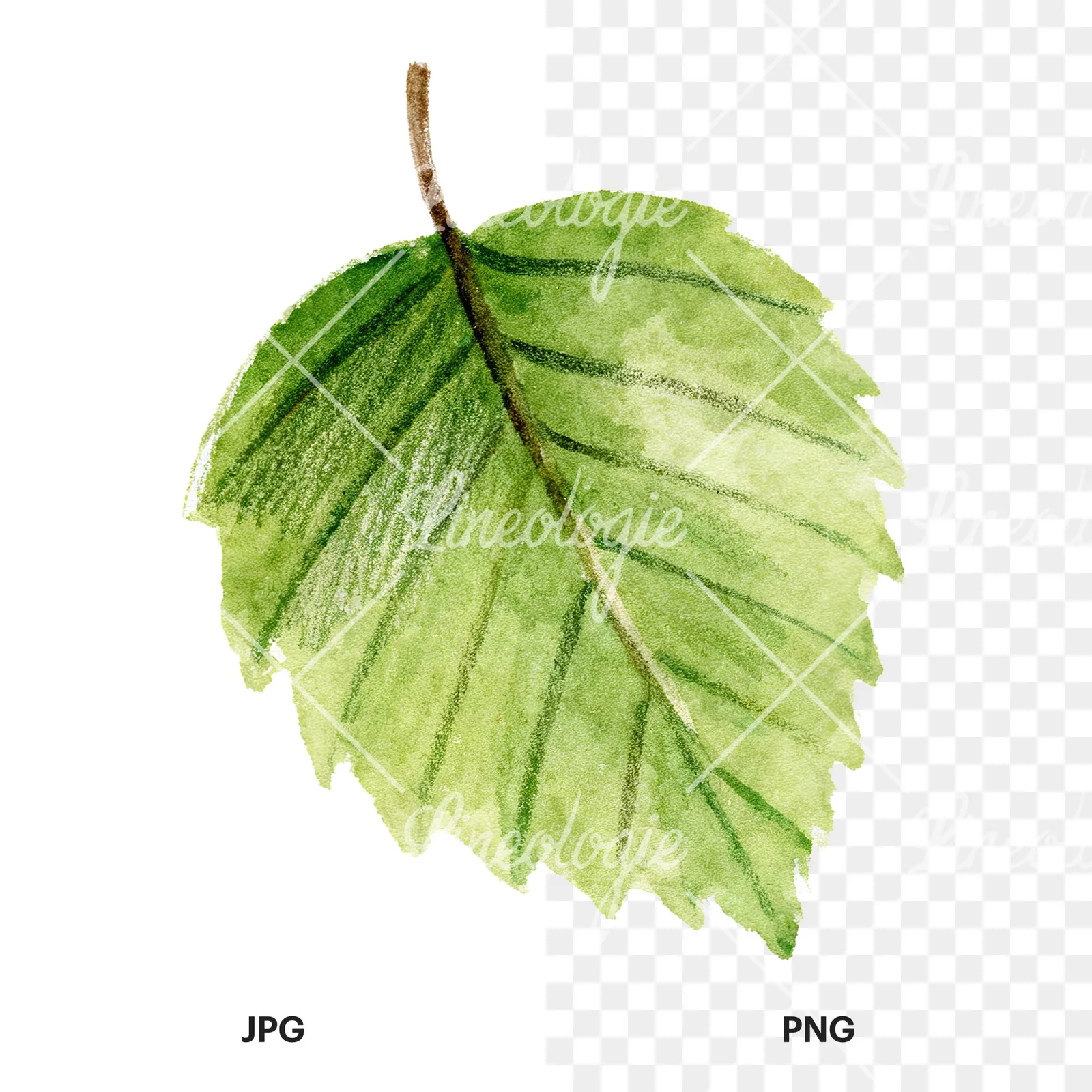 Watercolor light green beech leaf clipart 4 of 9, as a JPG on white and a transparent PNG