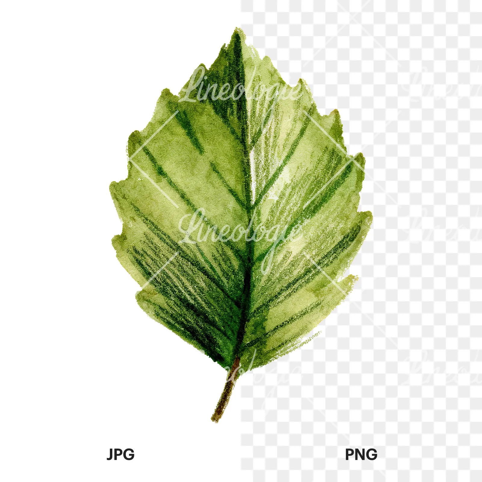 Watercolor light green beech leaf clipart 5 of 9, as a JPG on white and a transparent PNG